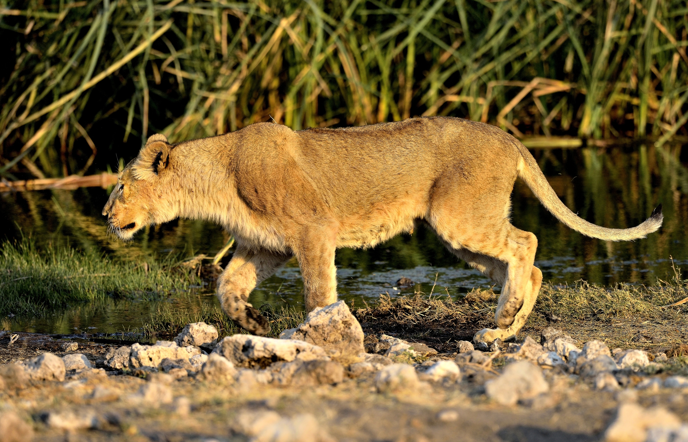 Etosha - Giovani leoni