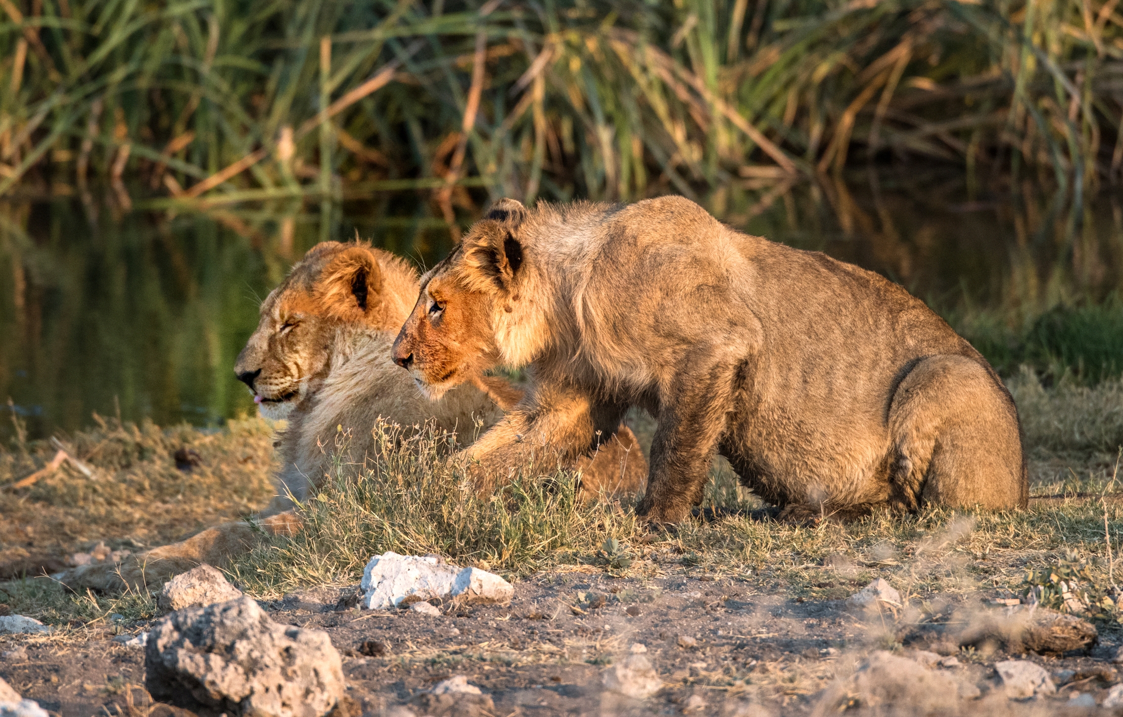 Etosha - Giovani leoni