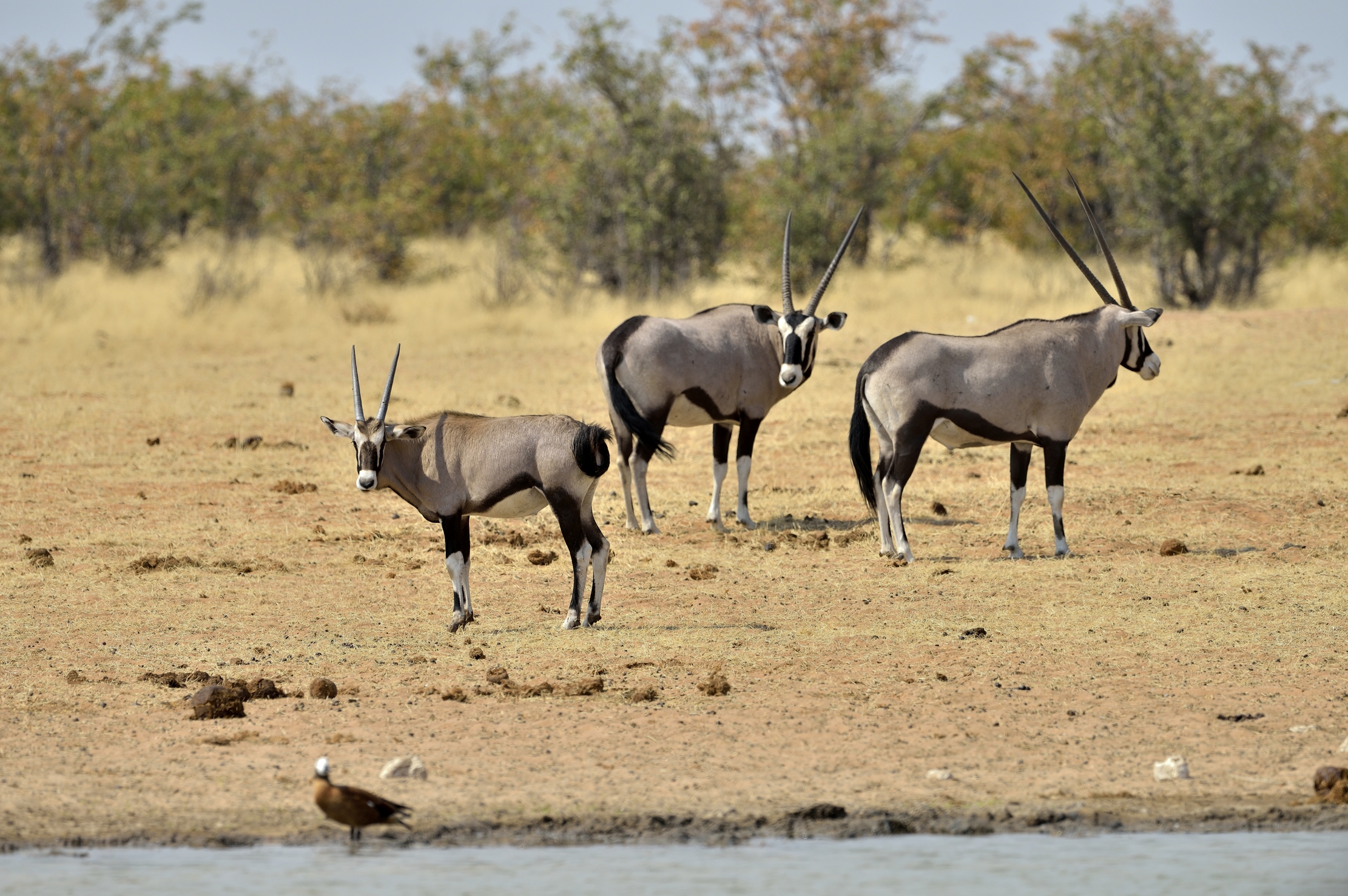 Etosha - Orix