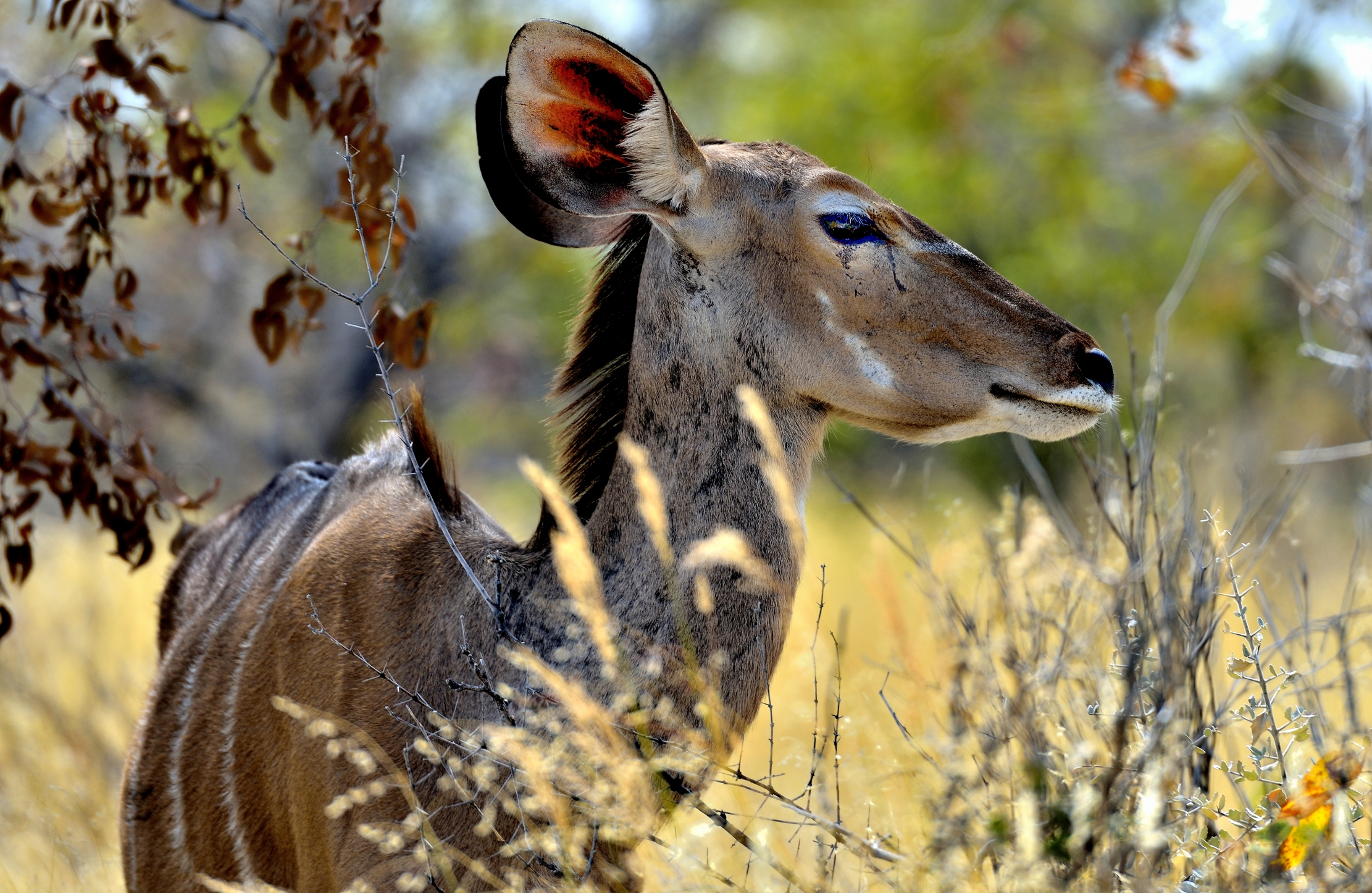 Etosha - Kudu