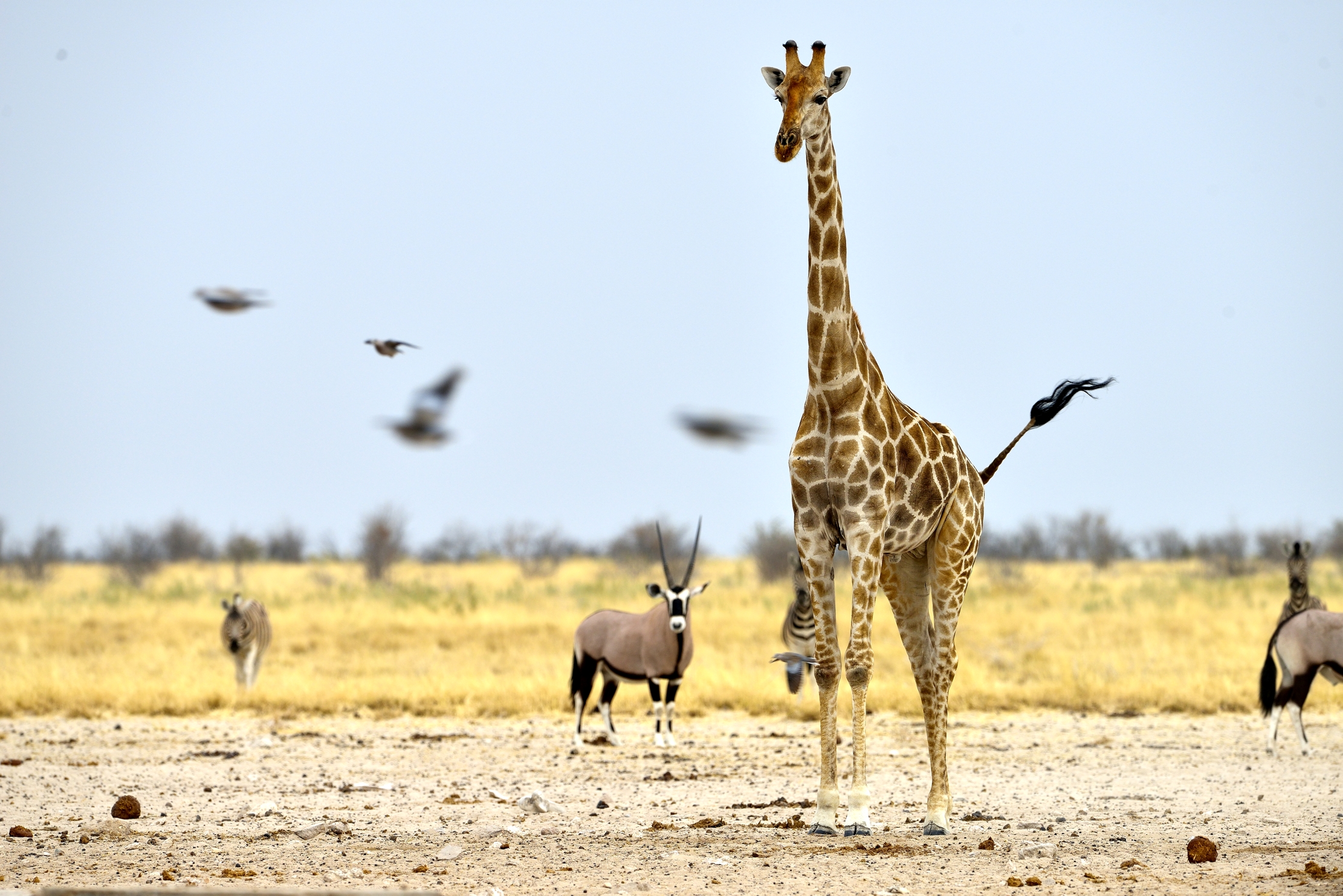Etosha - Giraffa e c
