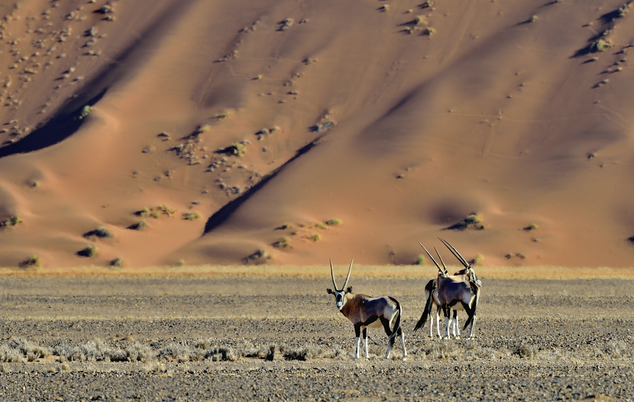 Deserto del Namib - Orix