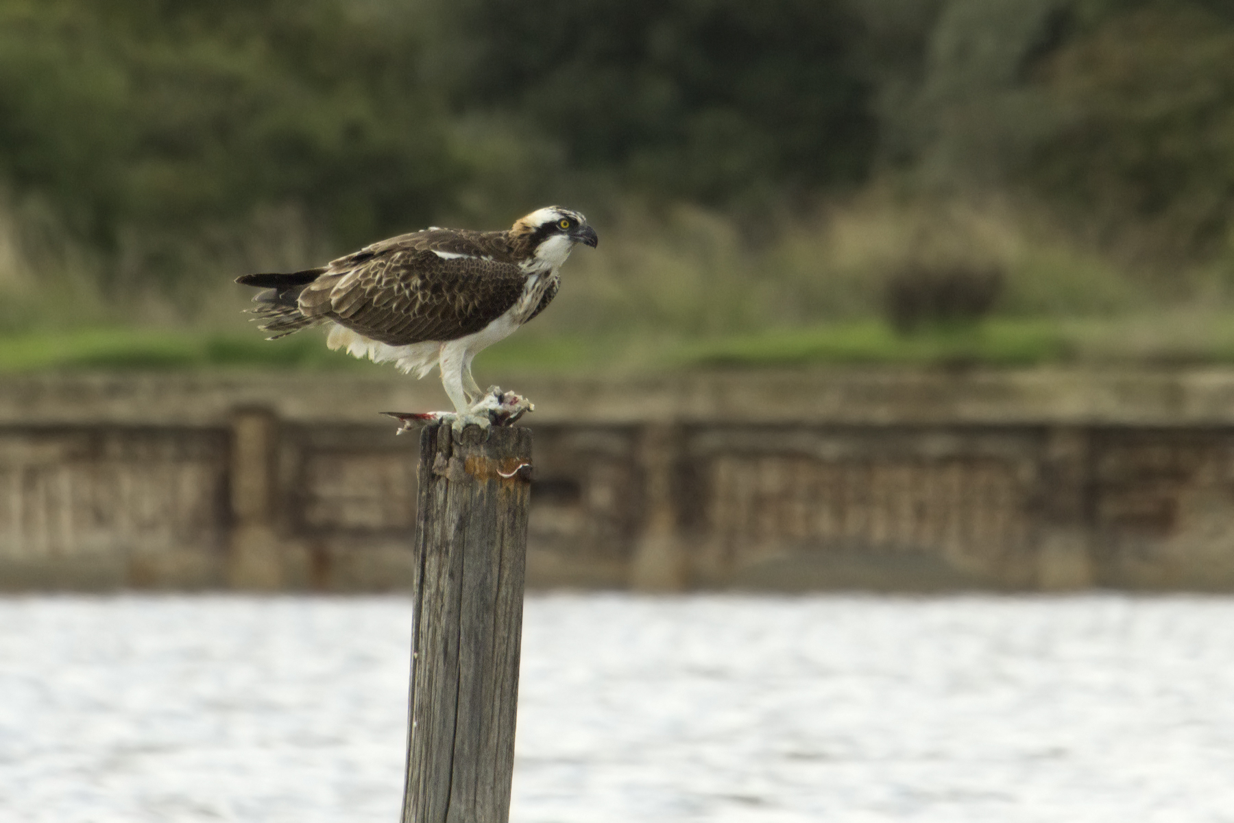 il pescatore a tavola
