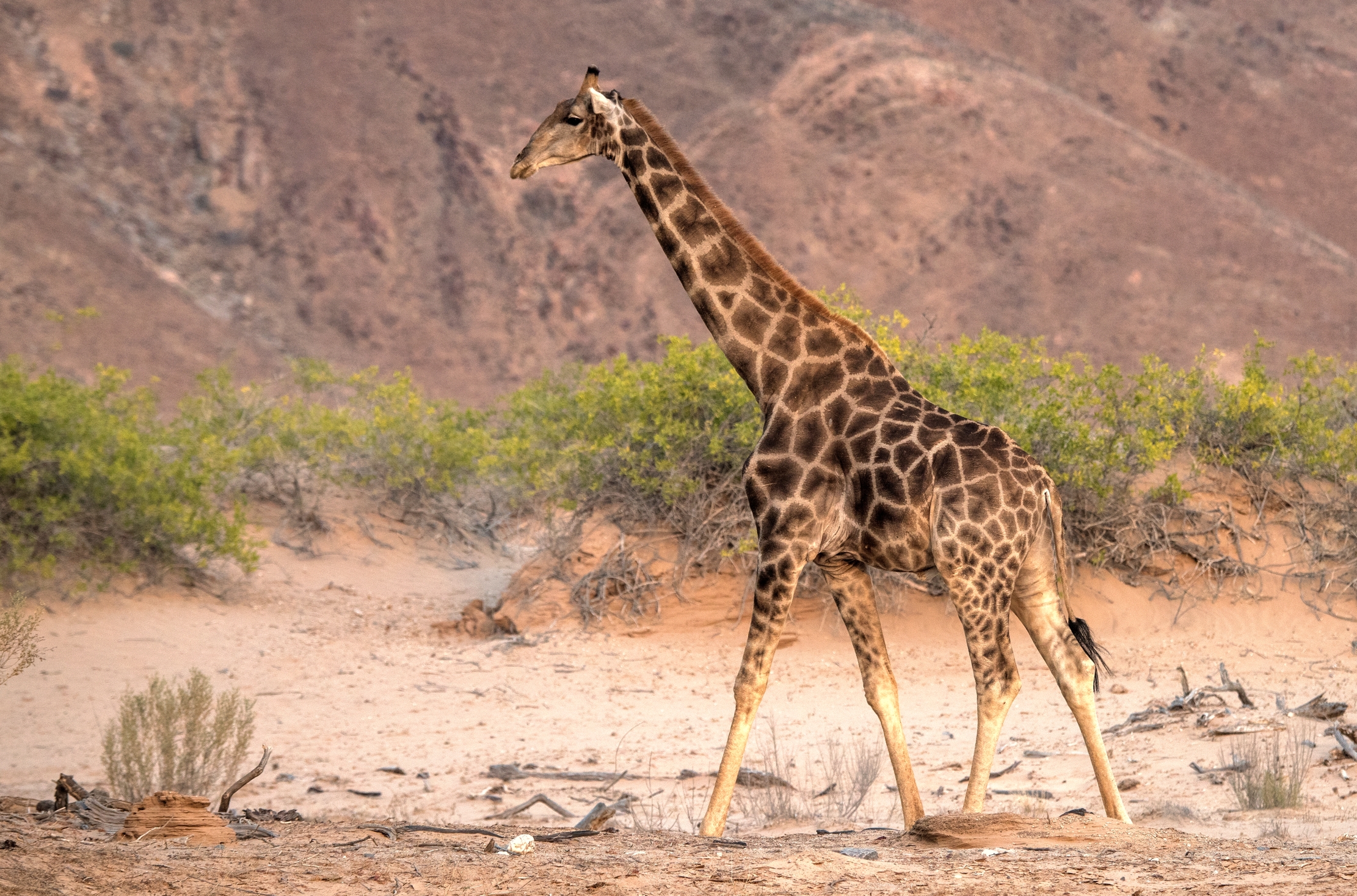 Deserto del Kaokoland - Giraffe