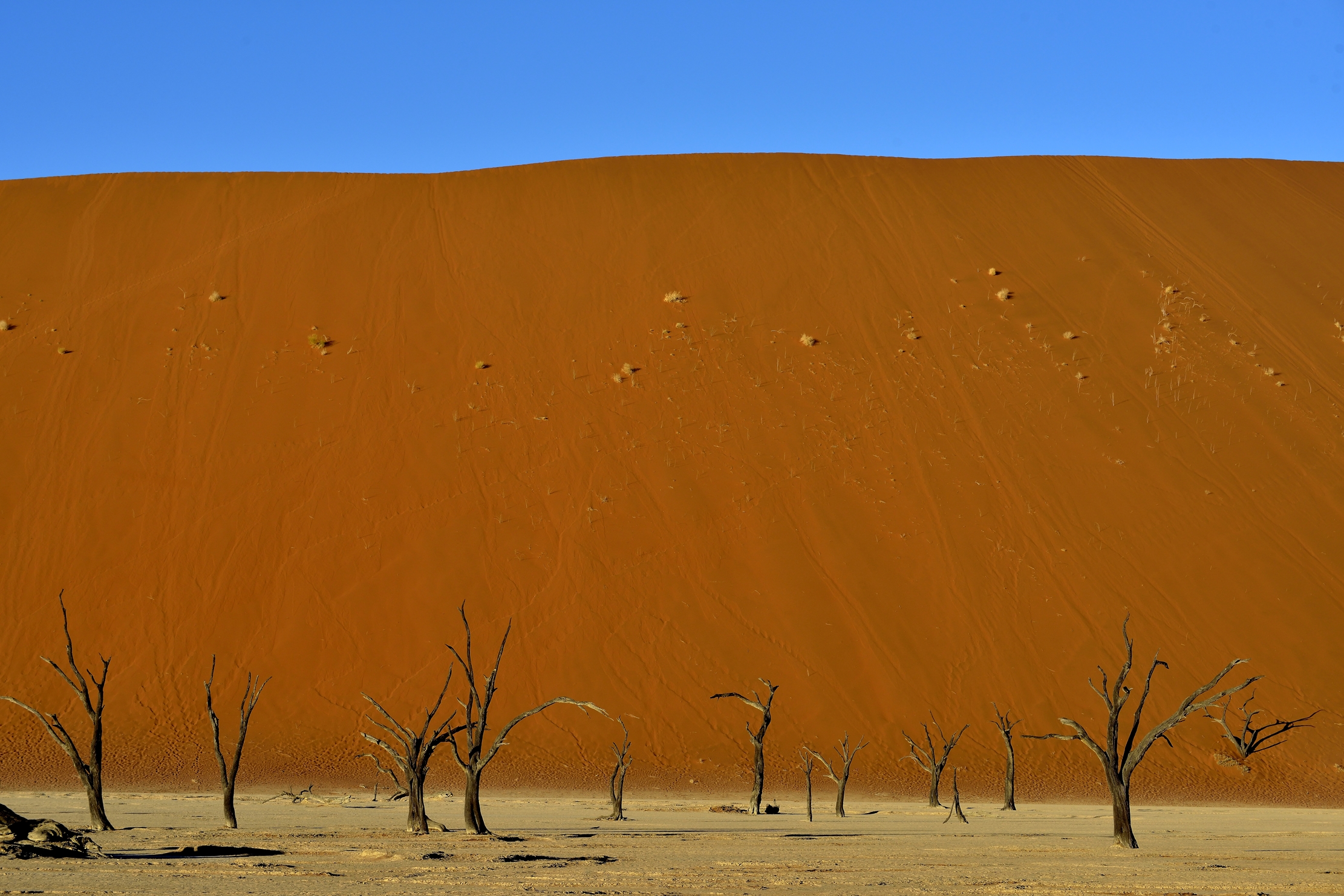Deserto del Namib - Deadvlei