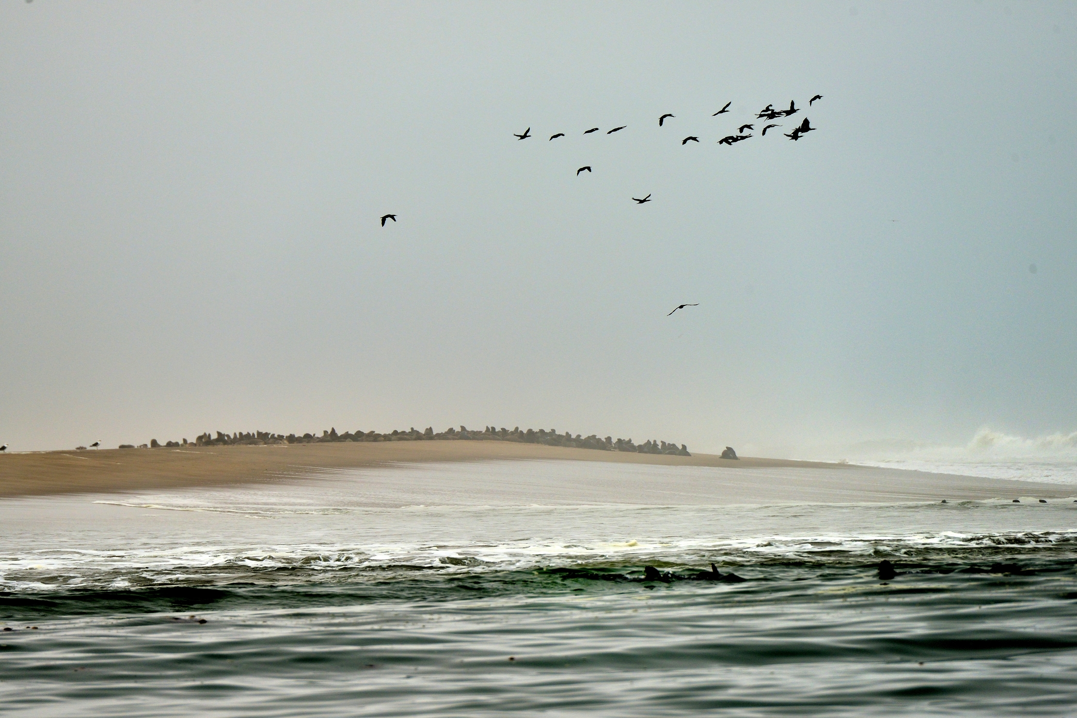 Skeleton coast - Colonia di Otarie