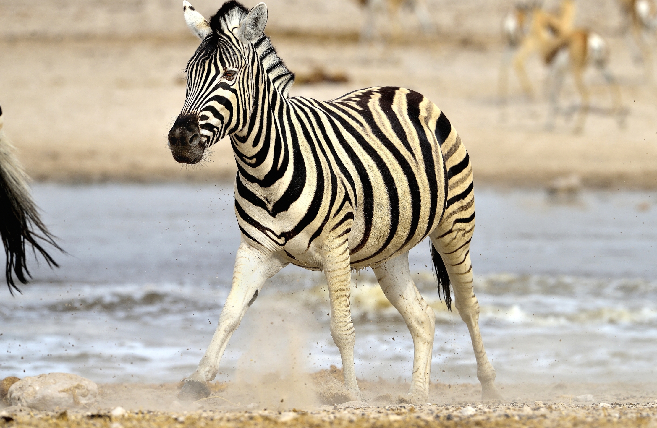 Etosha - Zebra