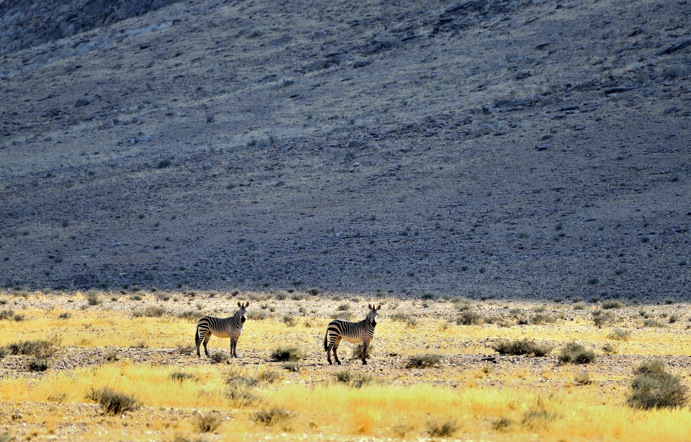 Deserto del Kaokoland- Zebre di momtagna