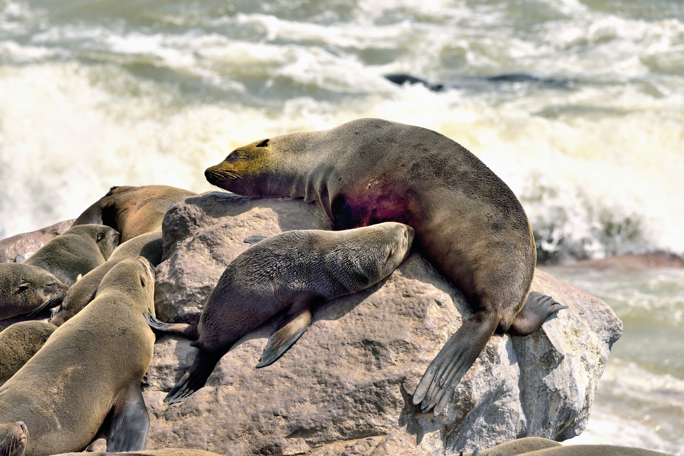 Skeleton Coast - Colonia di Otarie