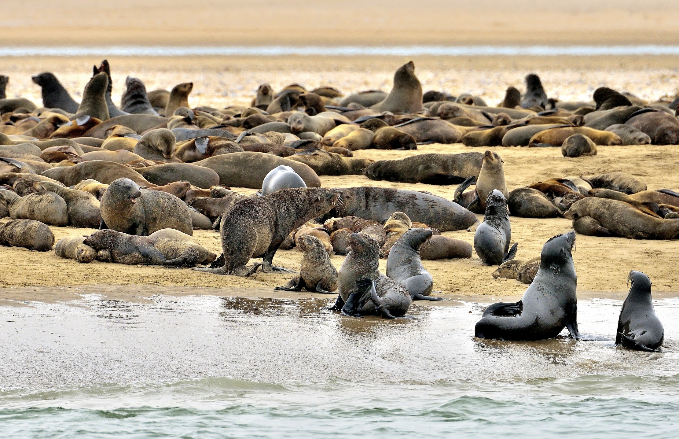 Skeleton Coast - Colonia di Otarie