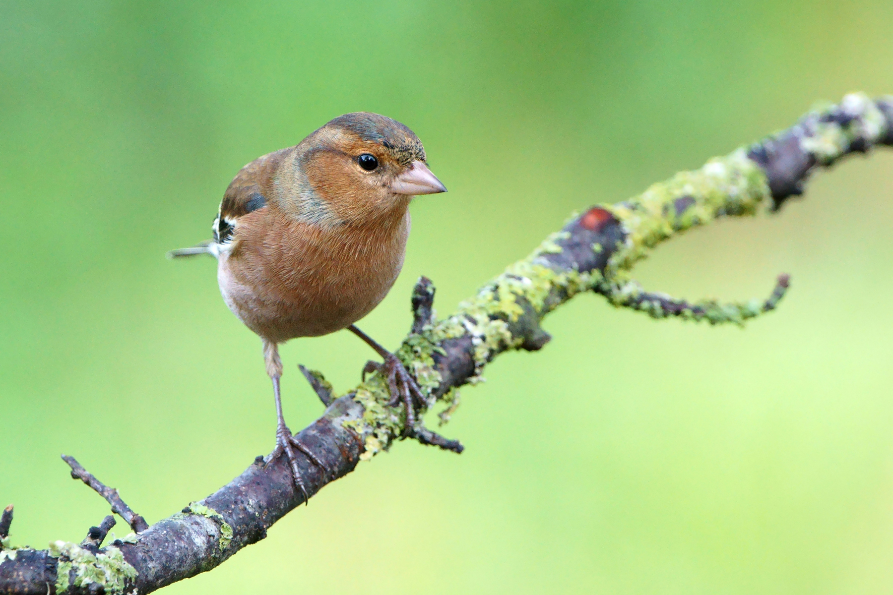 Chaffinch intrigued