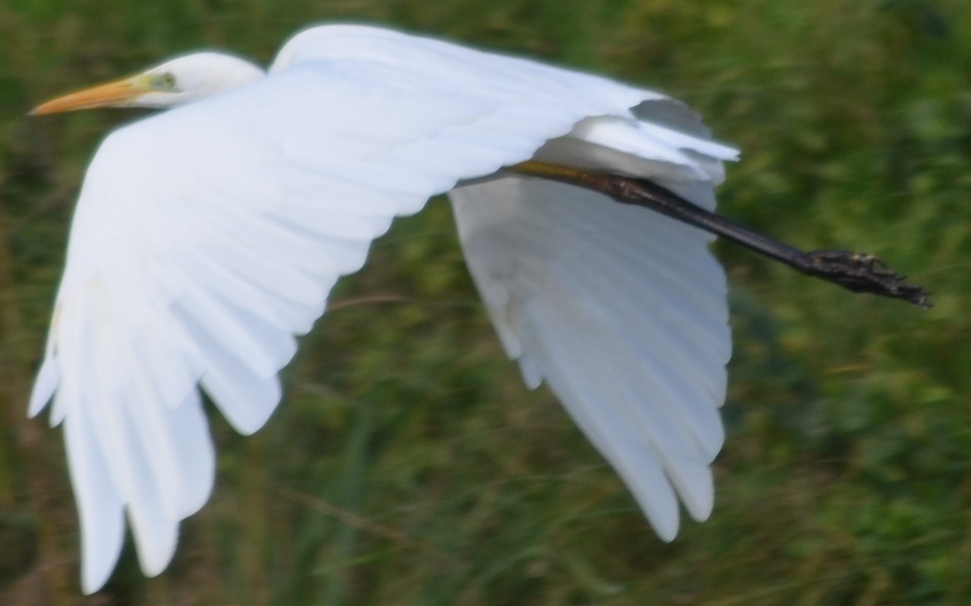 airone bianco maggiore