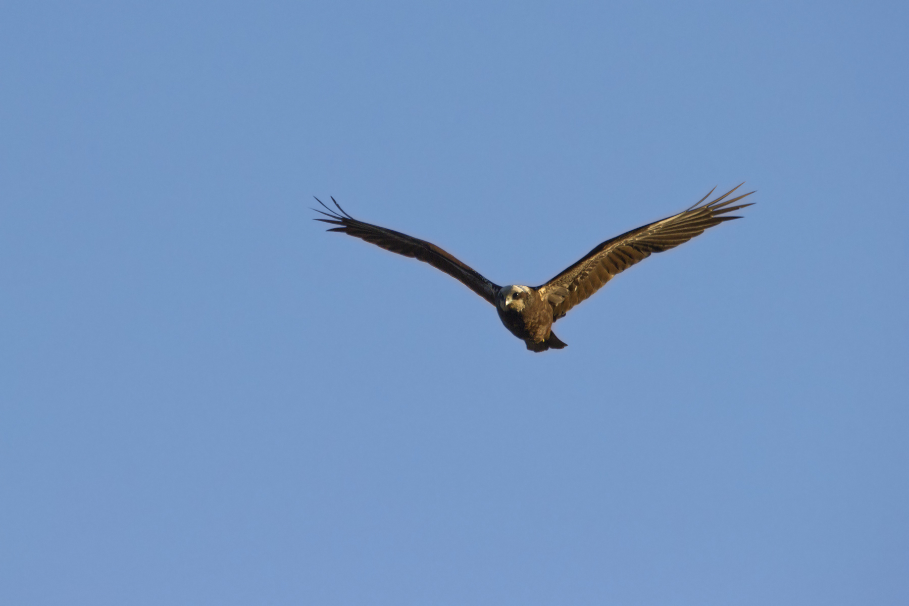 Marsh Harrier (female)
