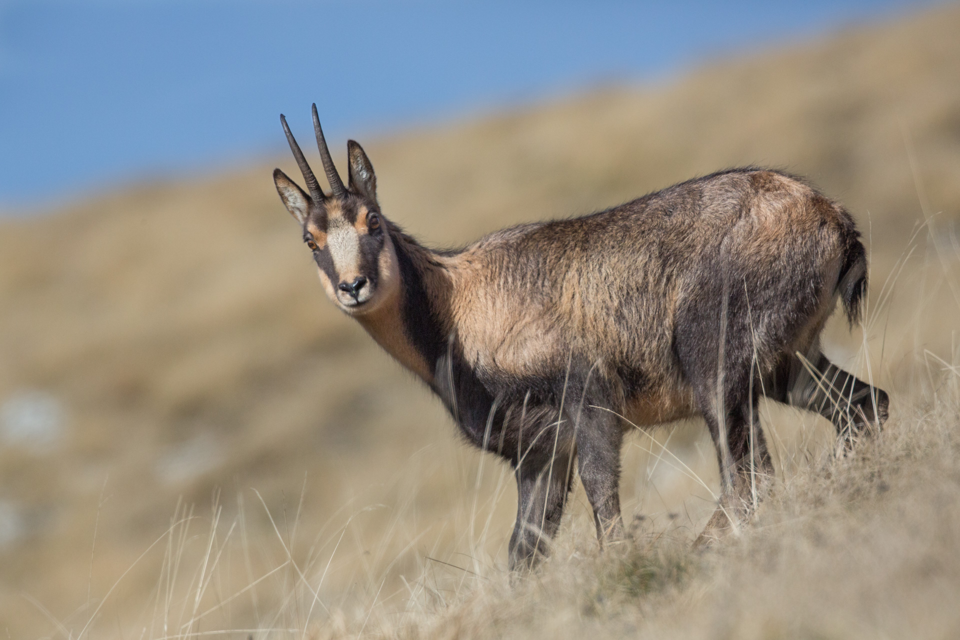 Abruzzo chamois - Mom