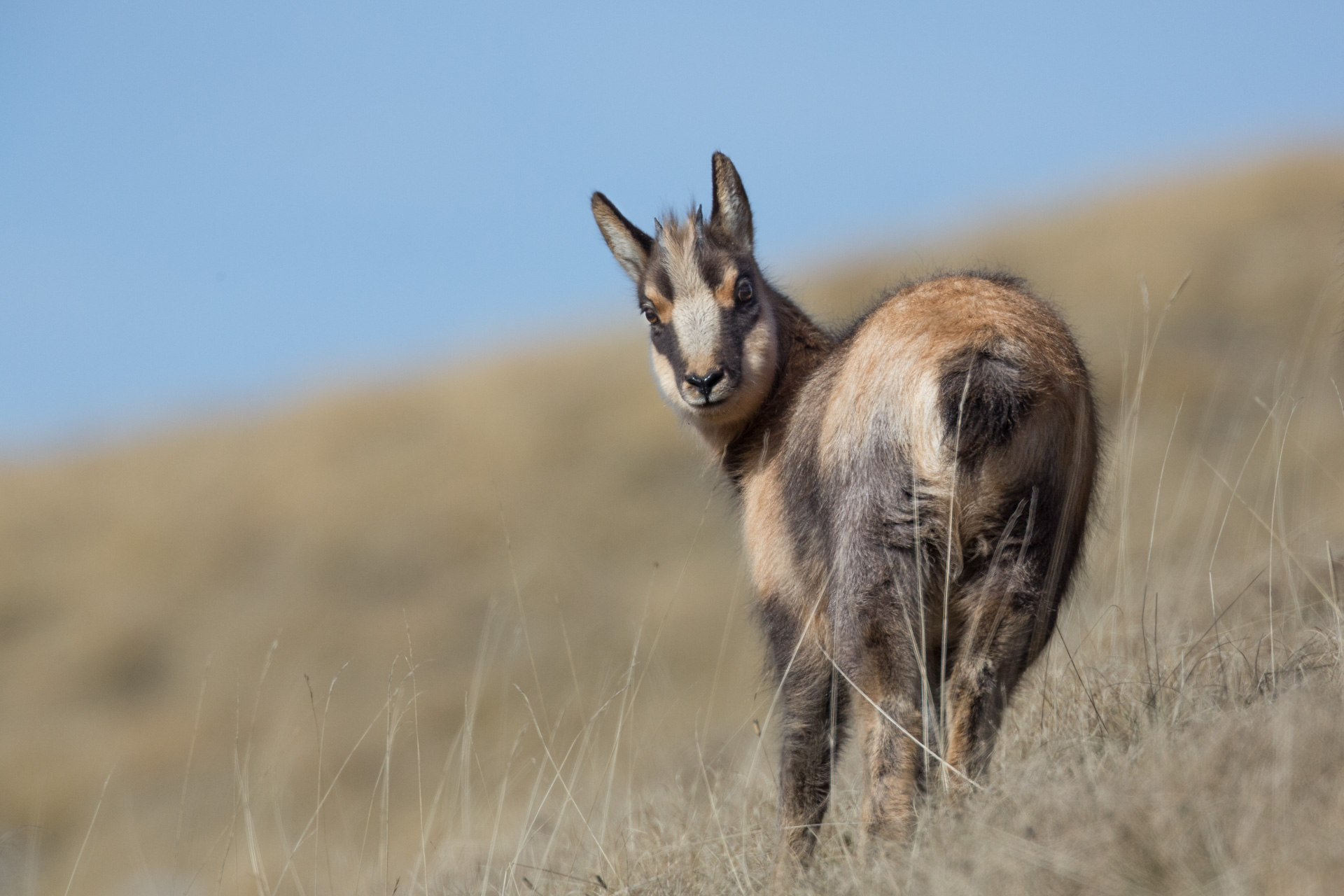 Abruzzo chamois - Aho, who are you mad at me?