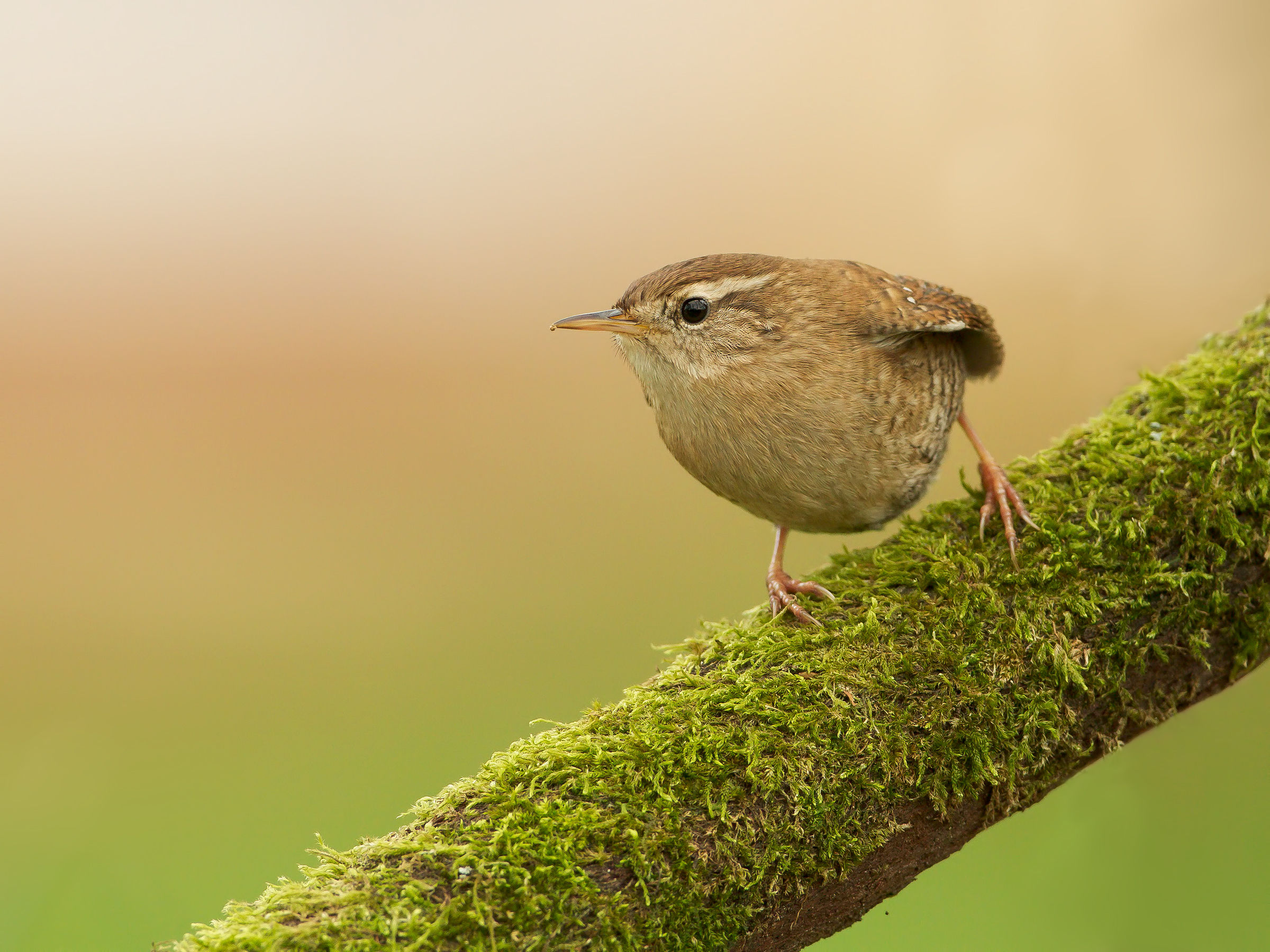 the wren