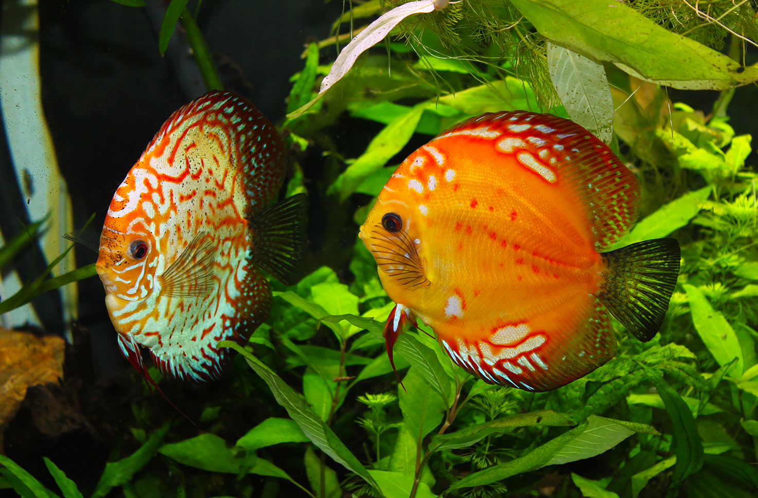 Coppia di discus