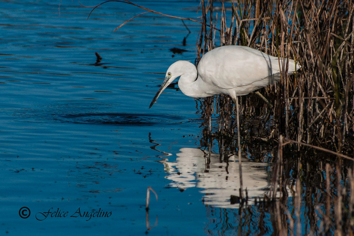 Egret