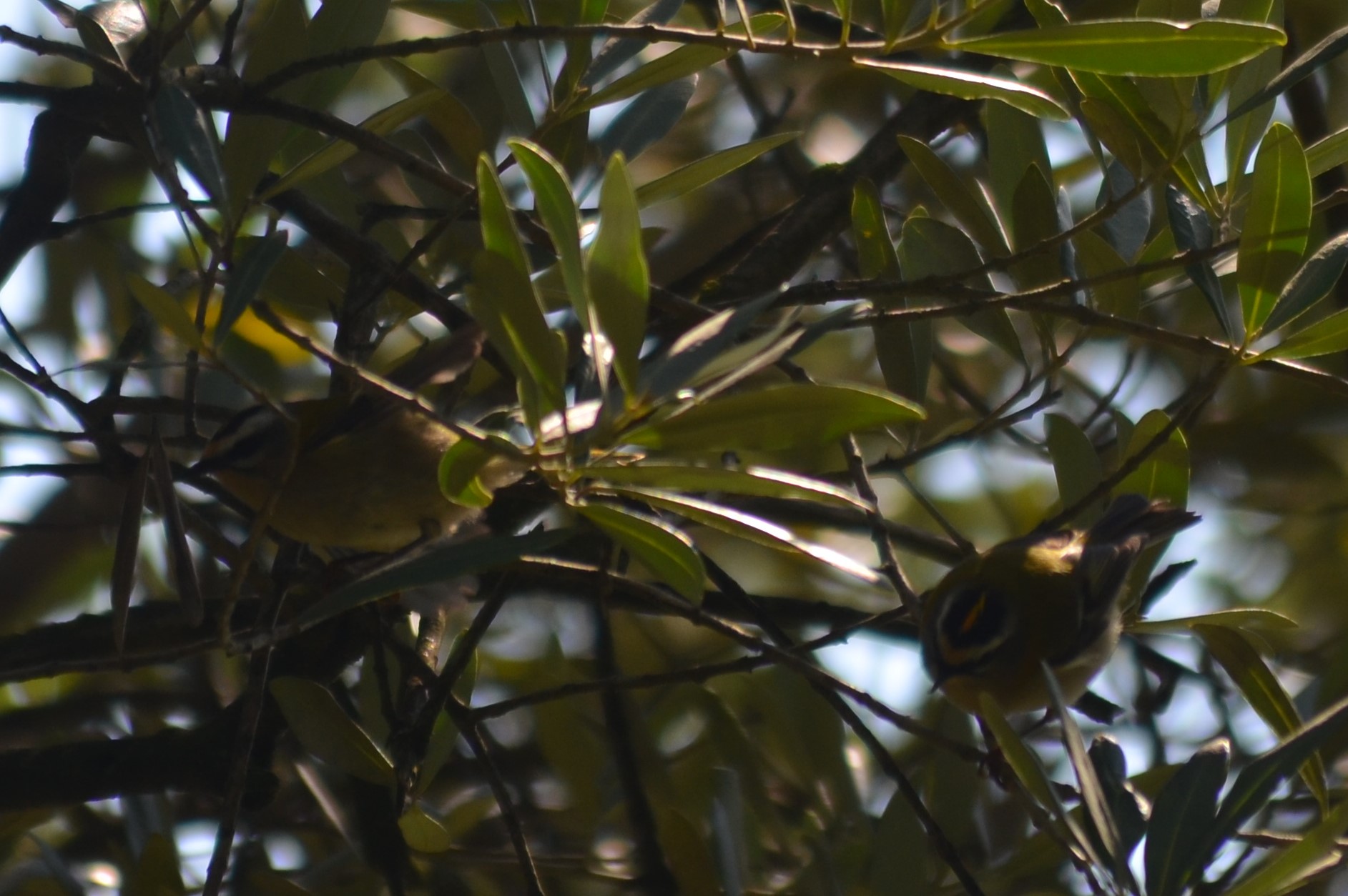 coppia di fiorrancini