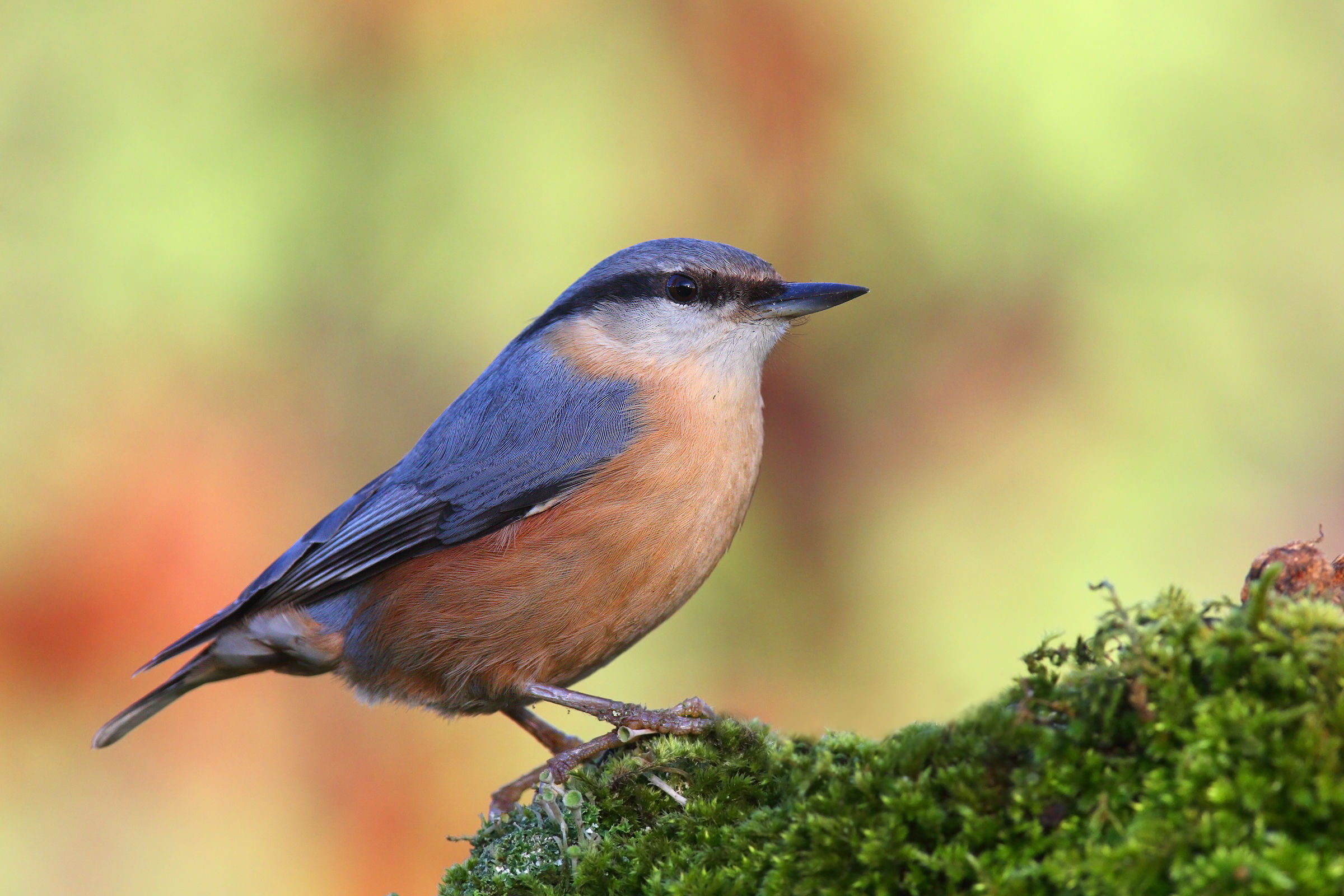 Nuthatch