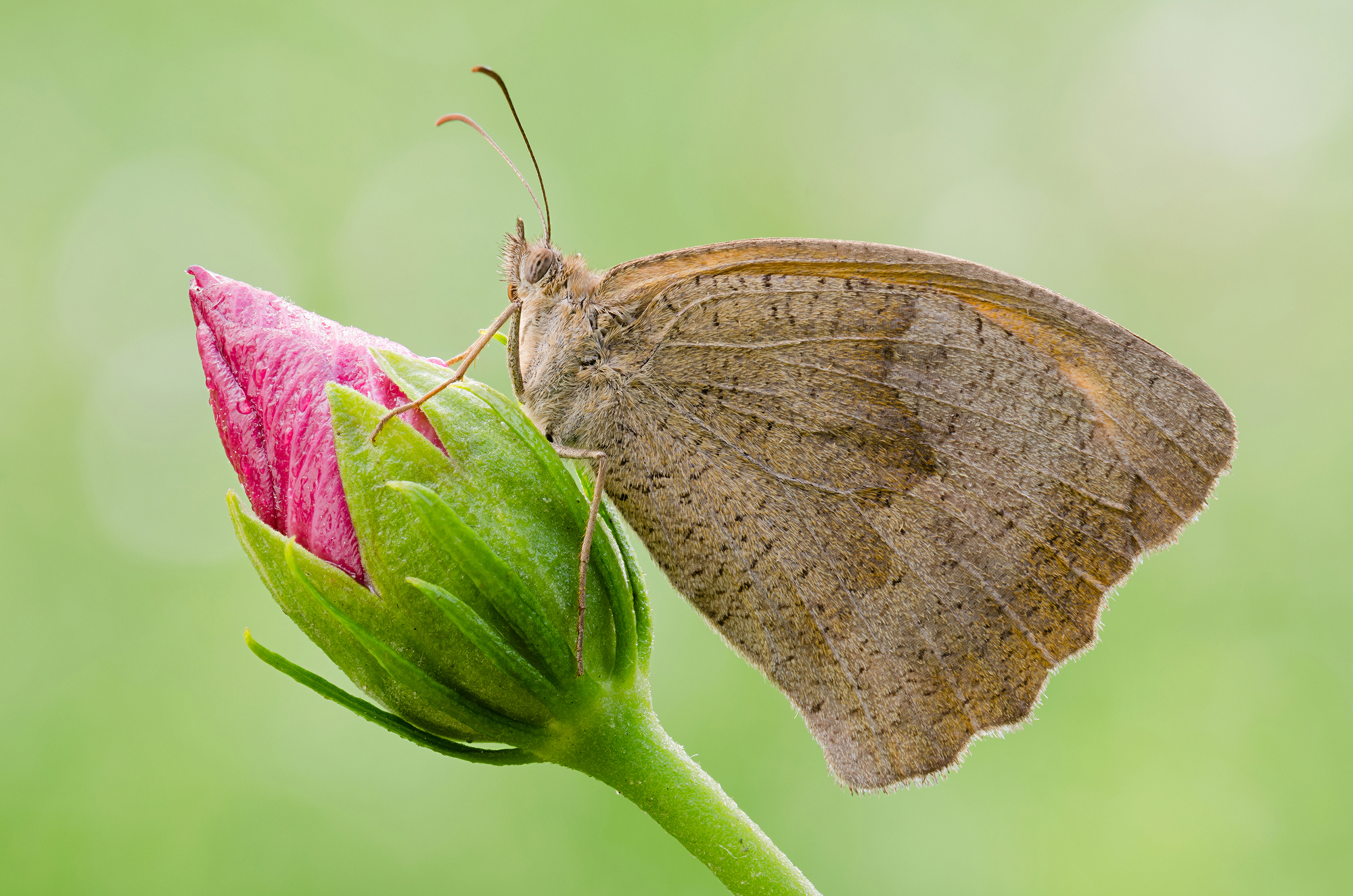 Coenonympha pamphilus