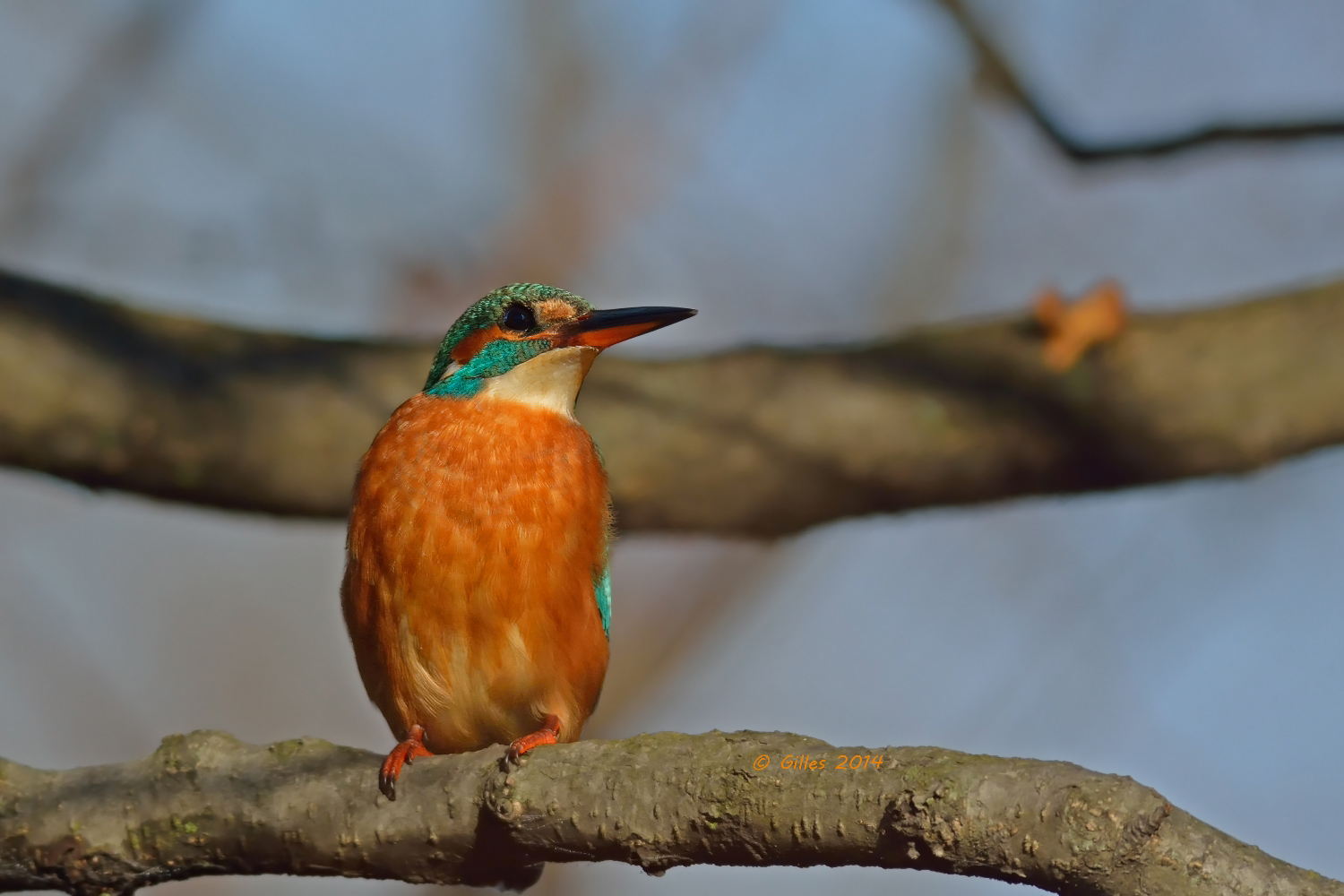 Martin pescatore (Alcedo atthis) (Kingfisher)