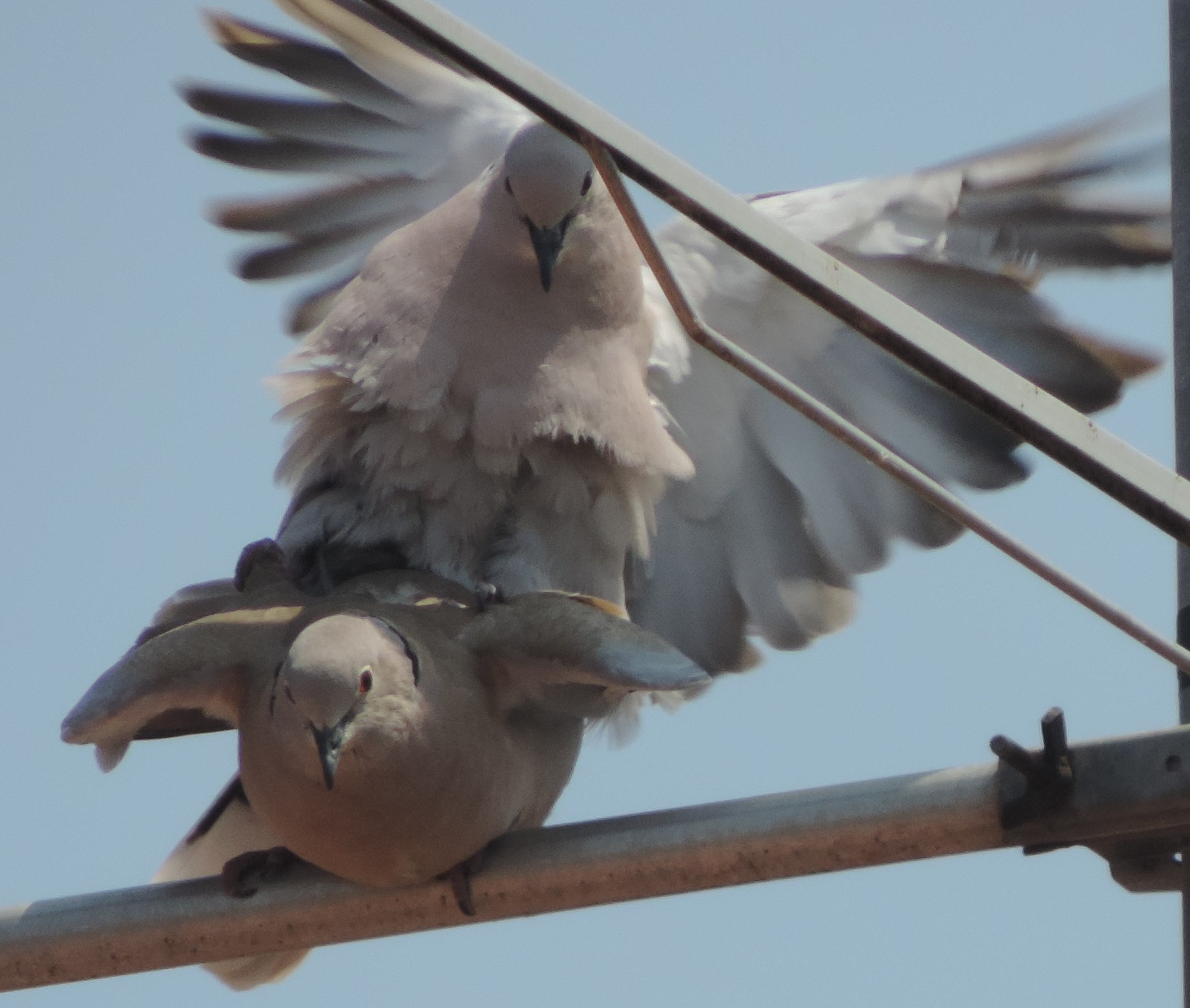 tortore dal collare orientali in accoppiamento