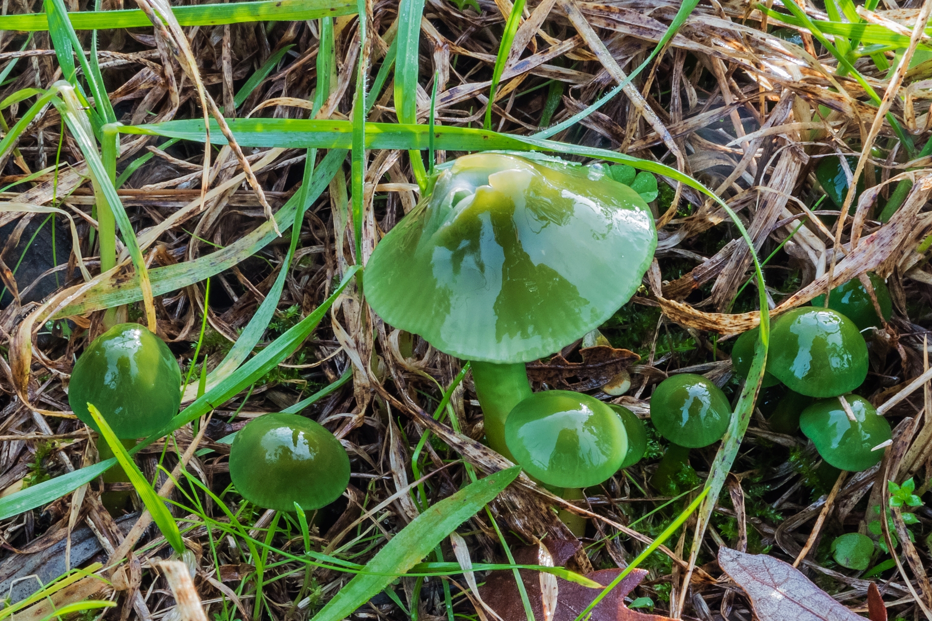 Hygrocybe psittacina