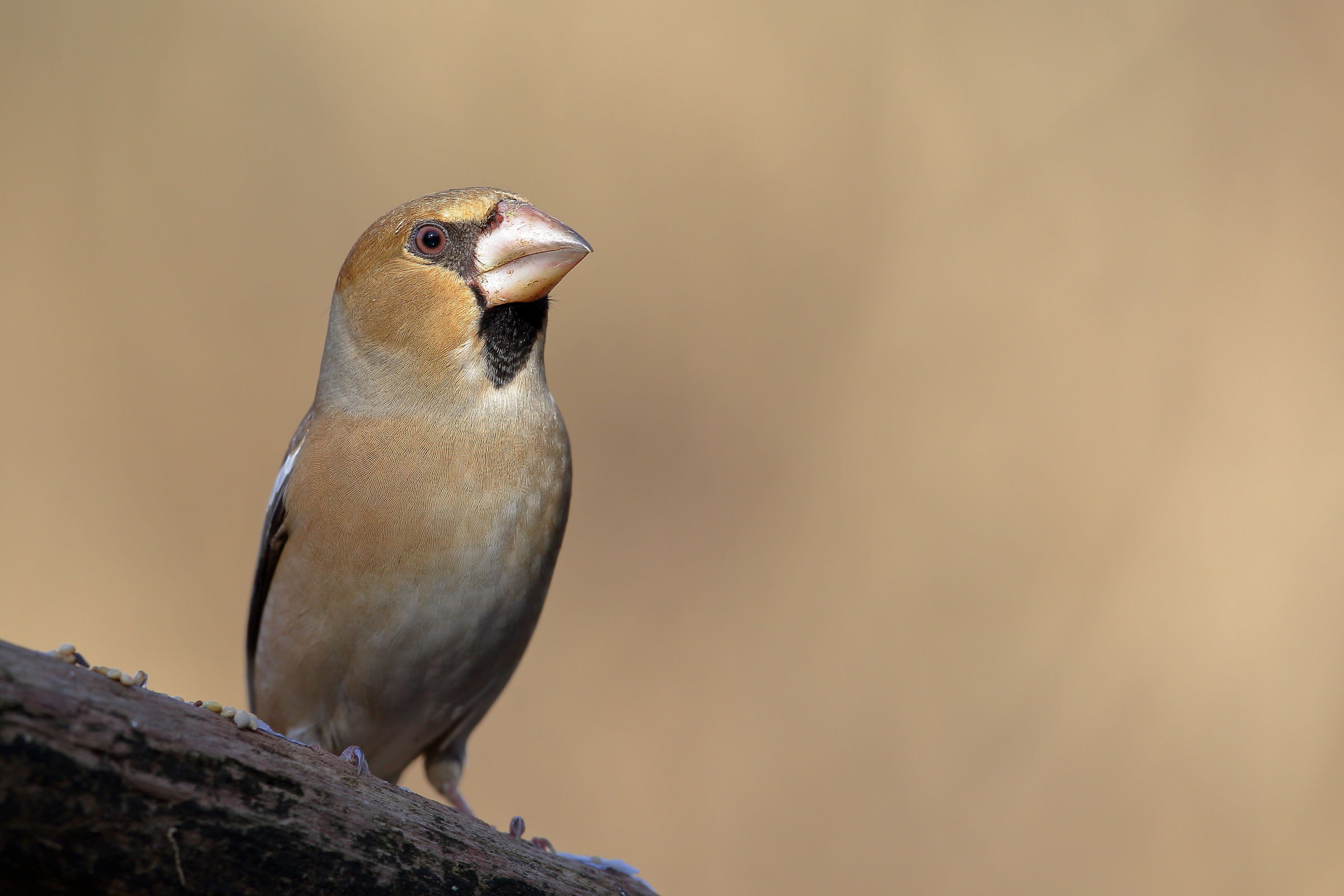 Hawfinch
