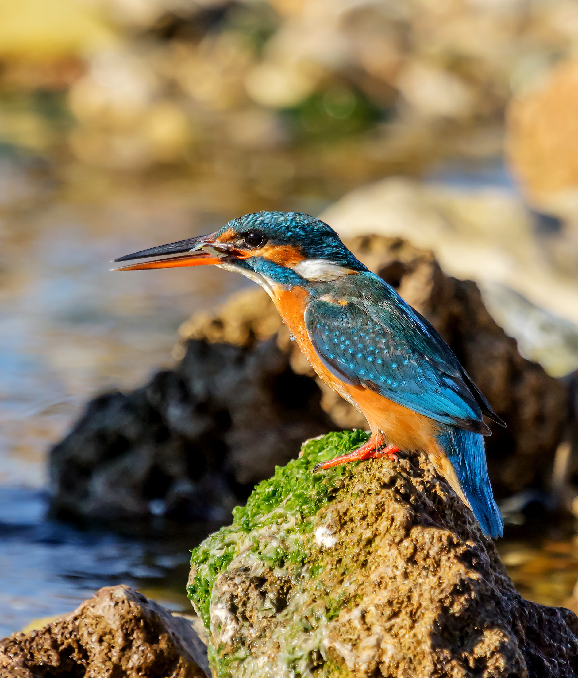 Martina pescatrice....