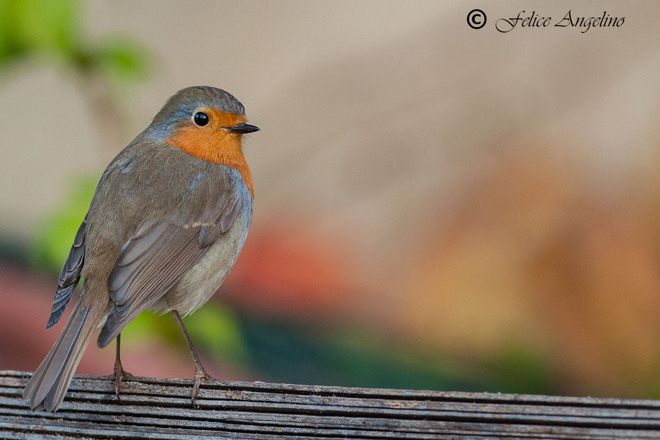 Robin