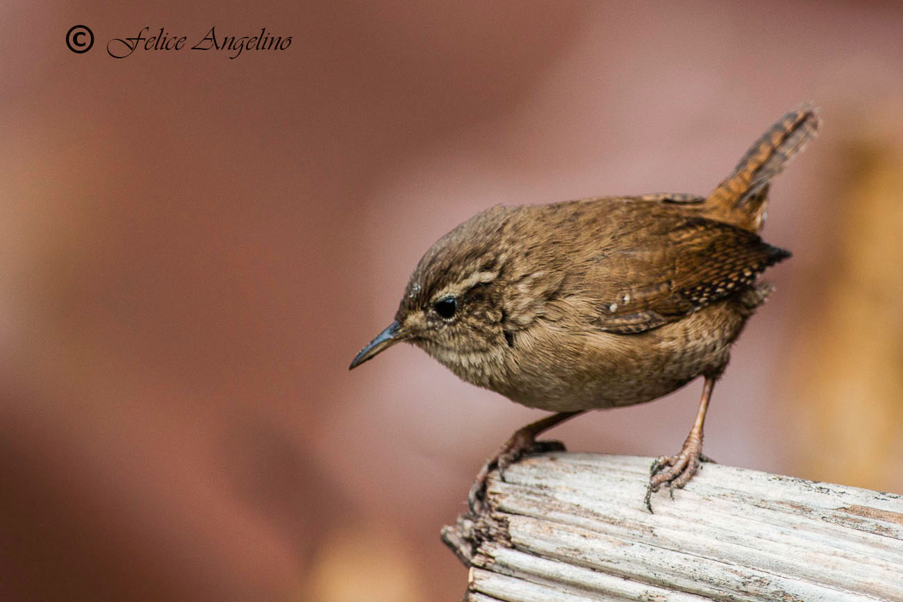 Wren