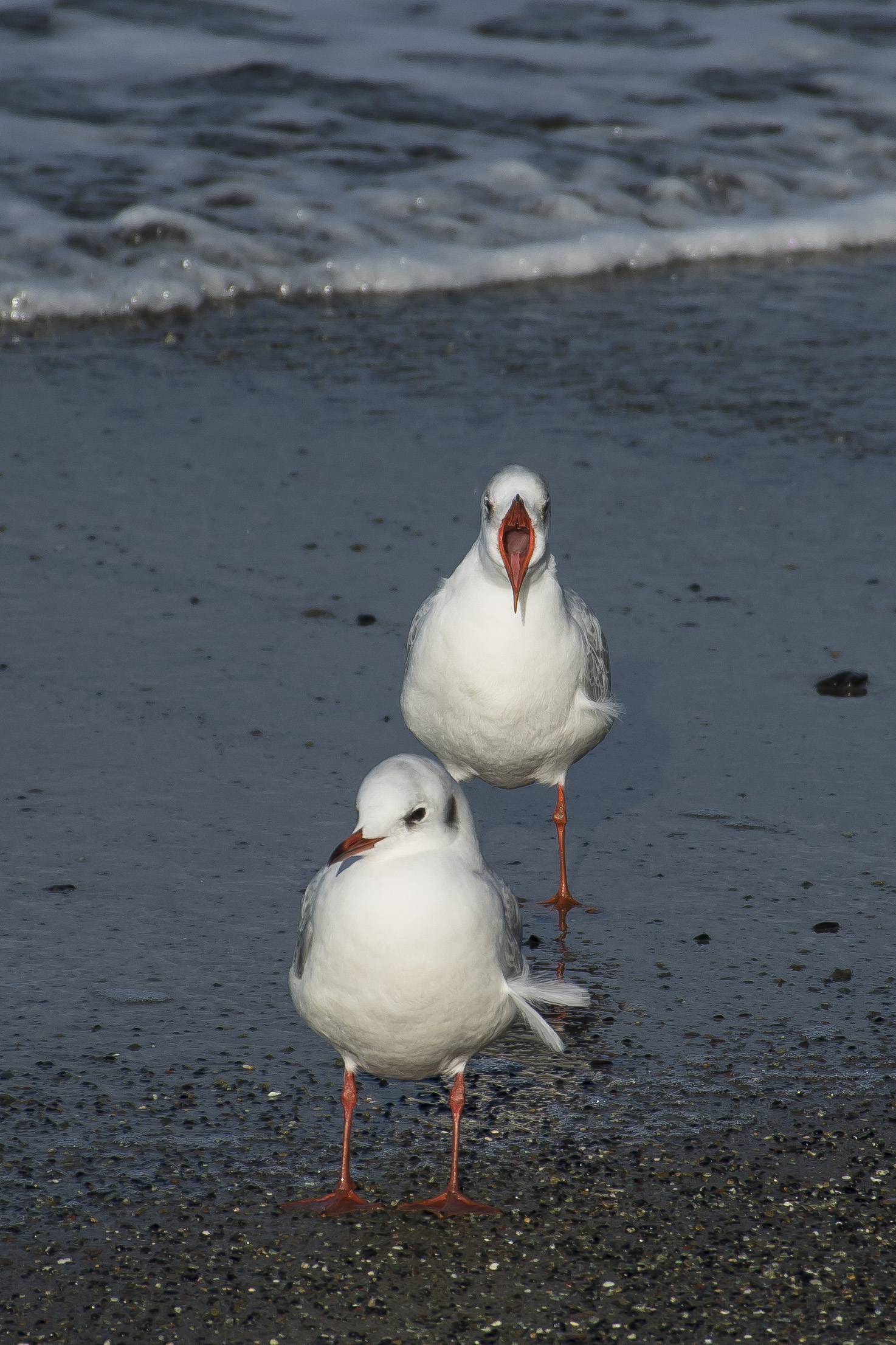 Ti vuoi levare davanti che non vedo niente!!!