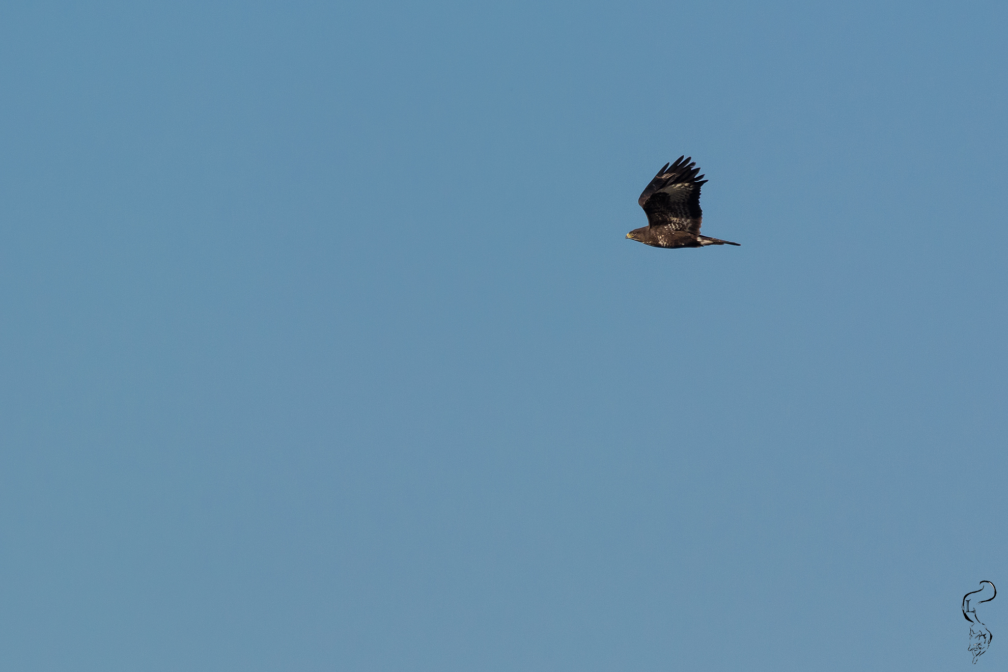 Buzzard