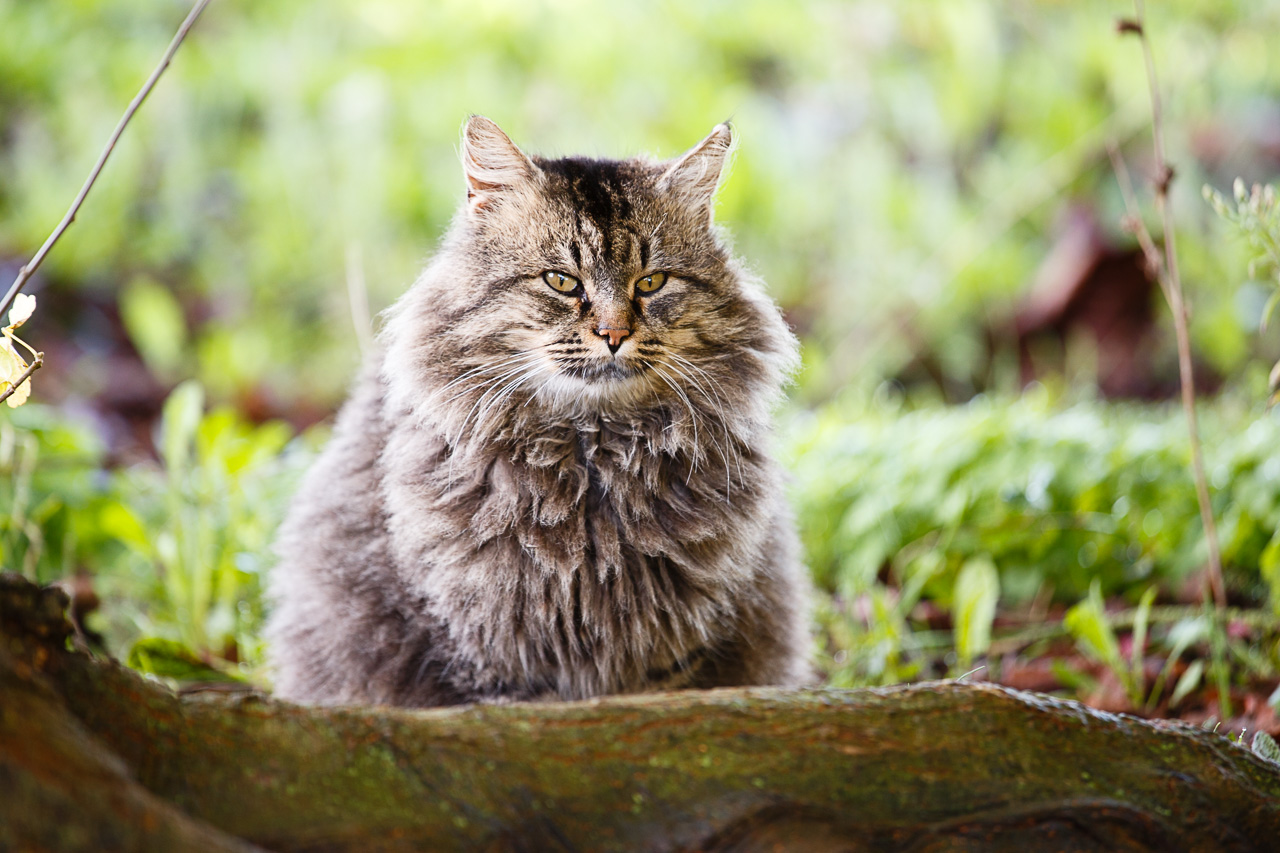 Wildcat or common cat?