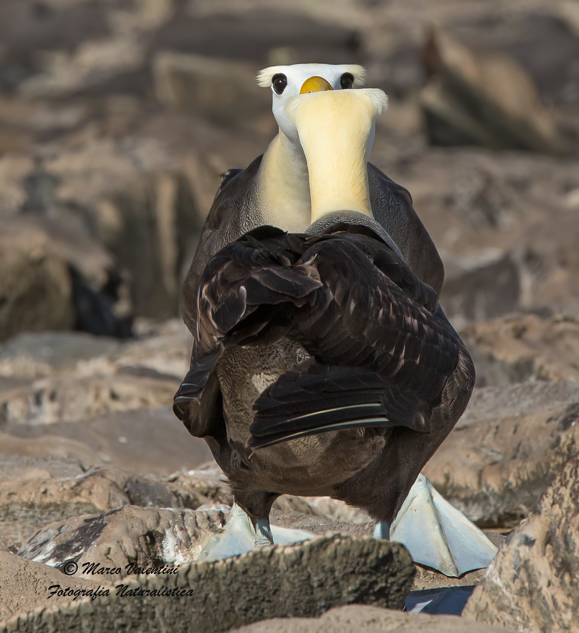 Io ti guardo, tu mi guardi