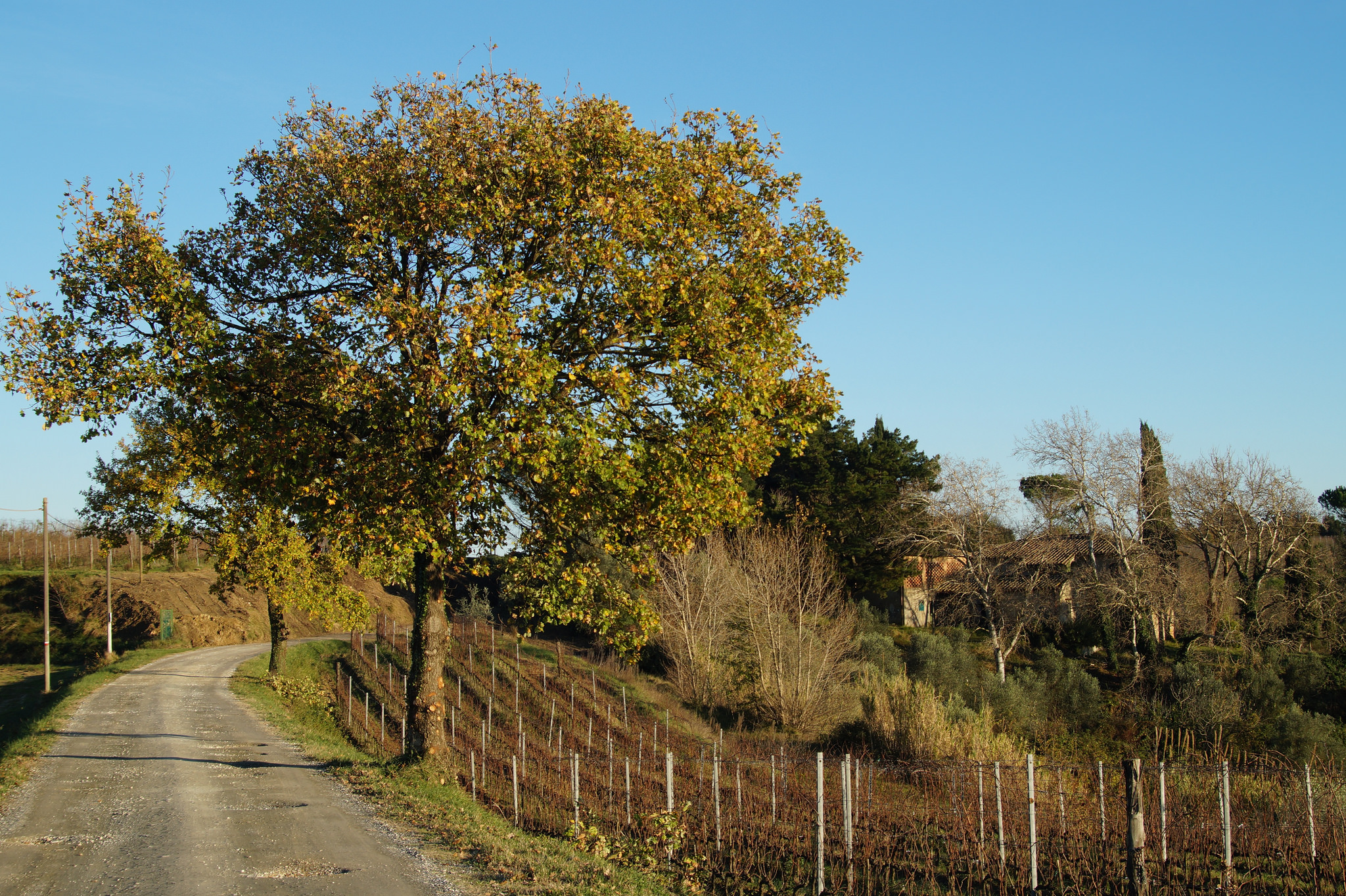 Among woods and vineyards