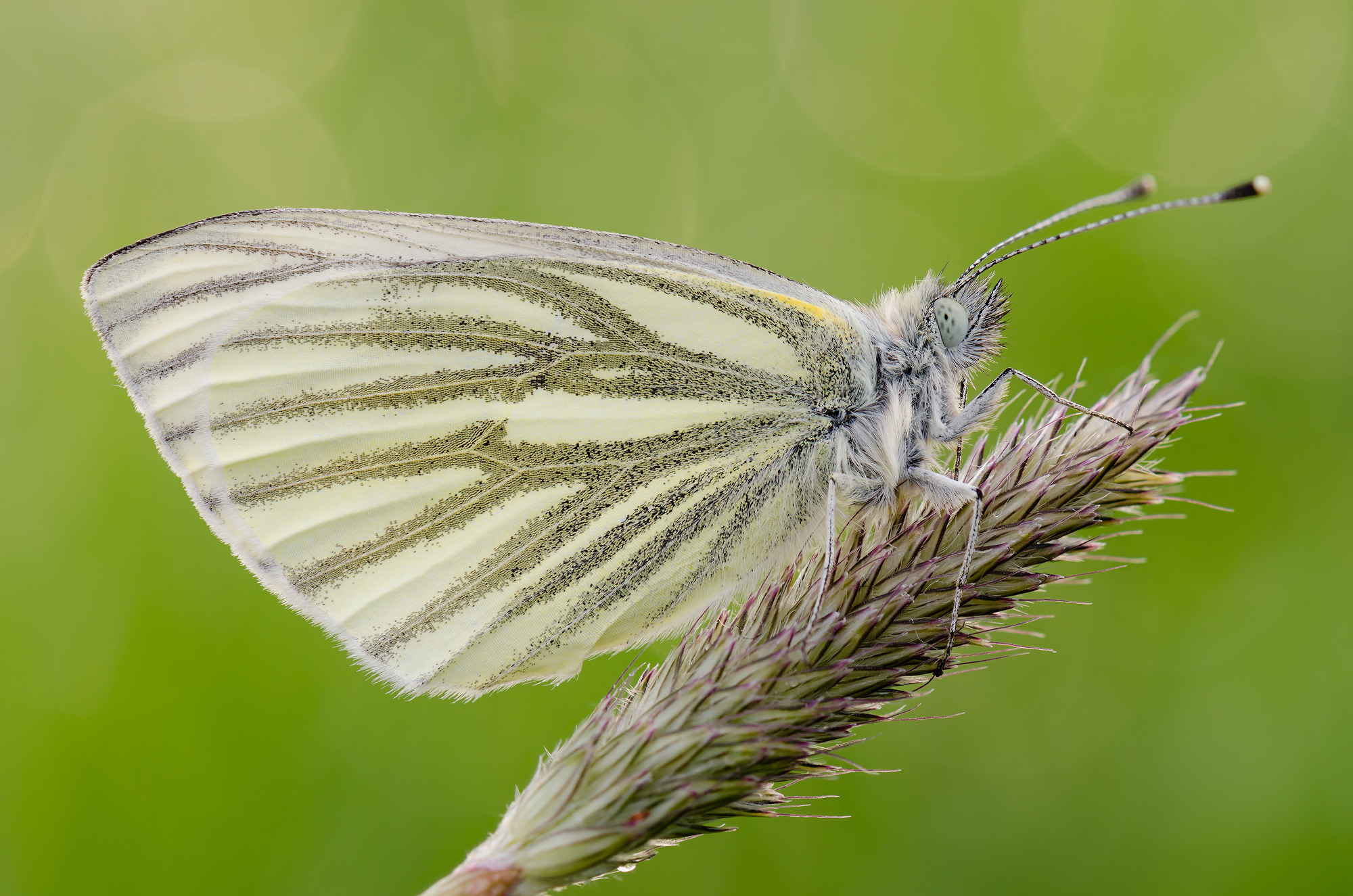 Pieris