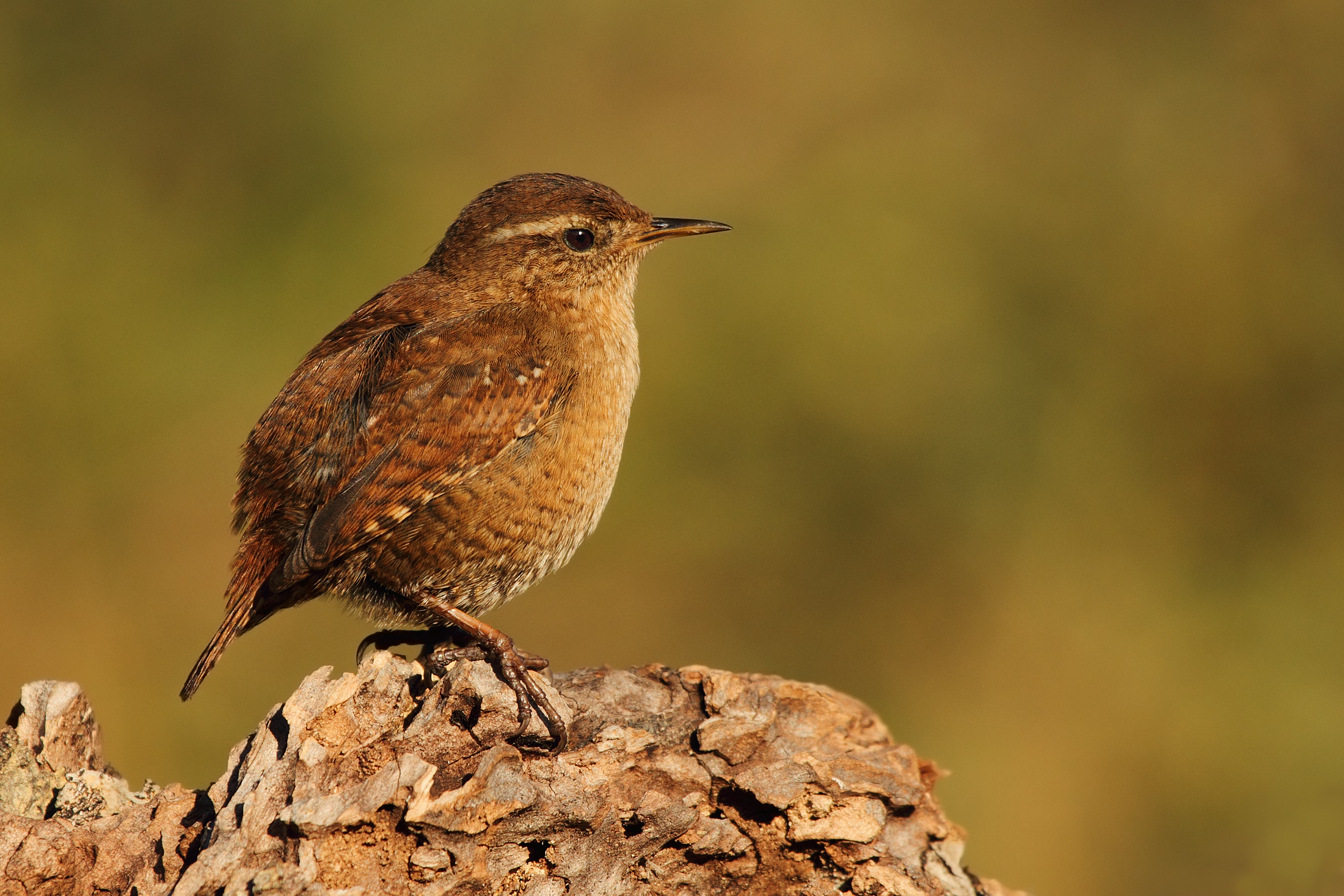 Wren