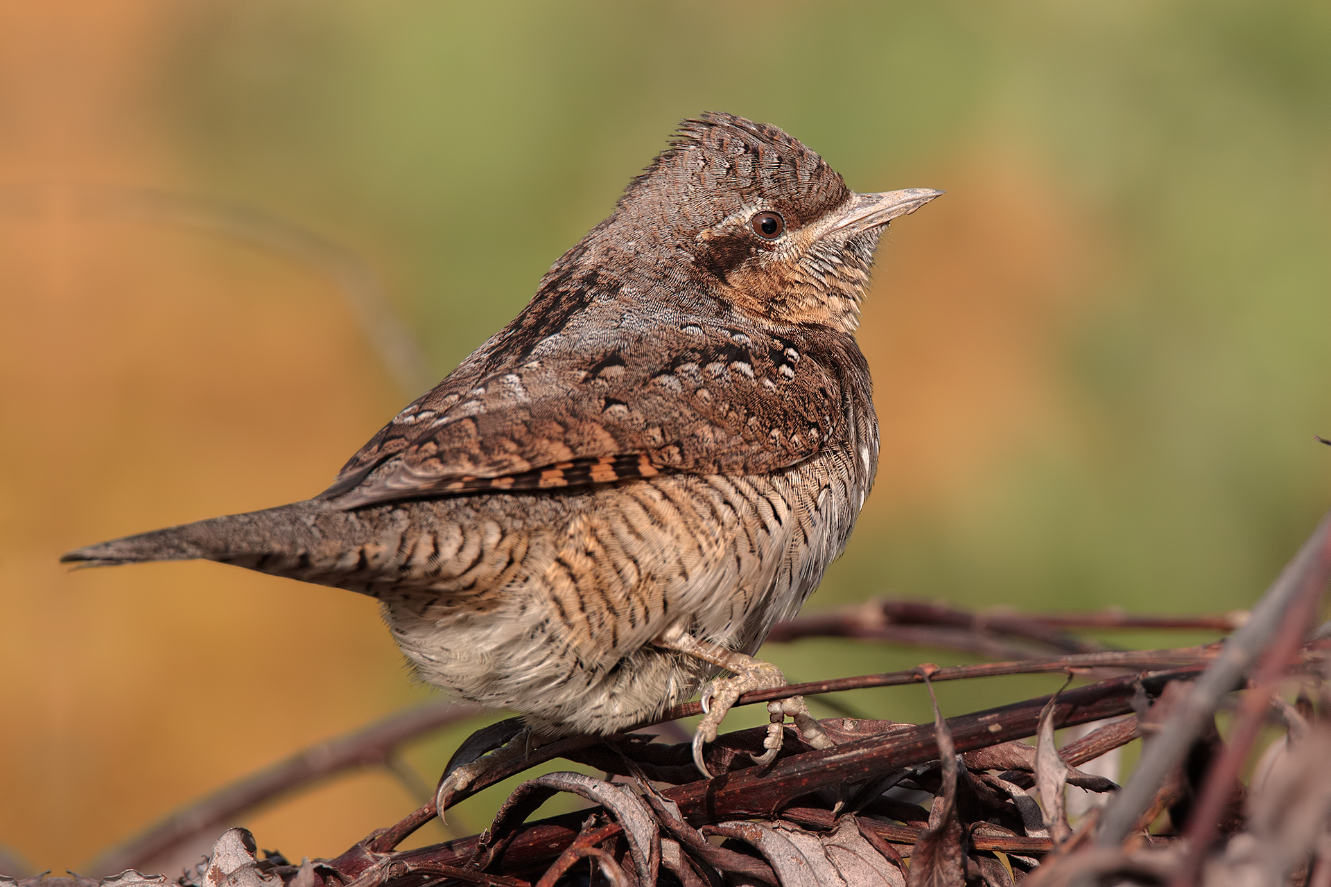 Even today ... the Torcicollo .. !!