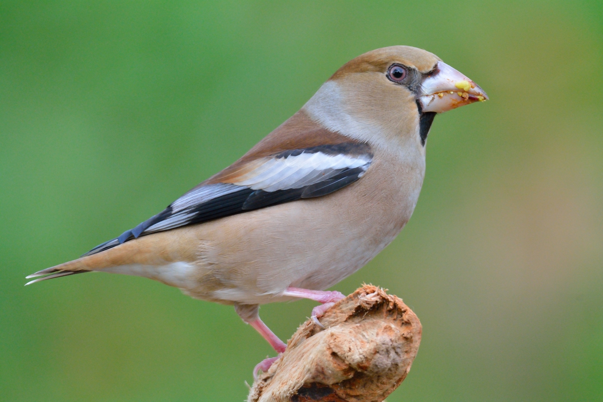 Still Hawfinches ...