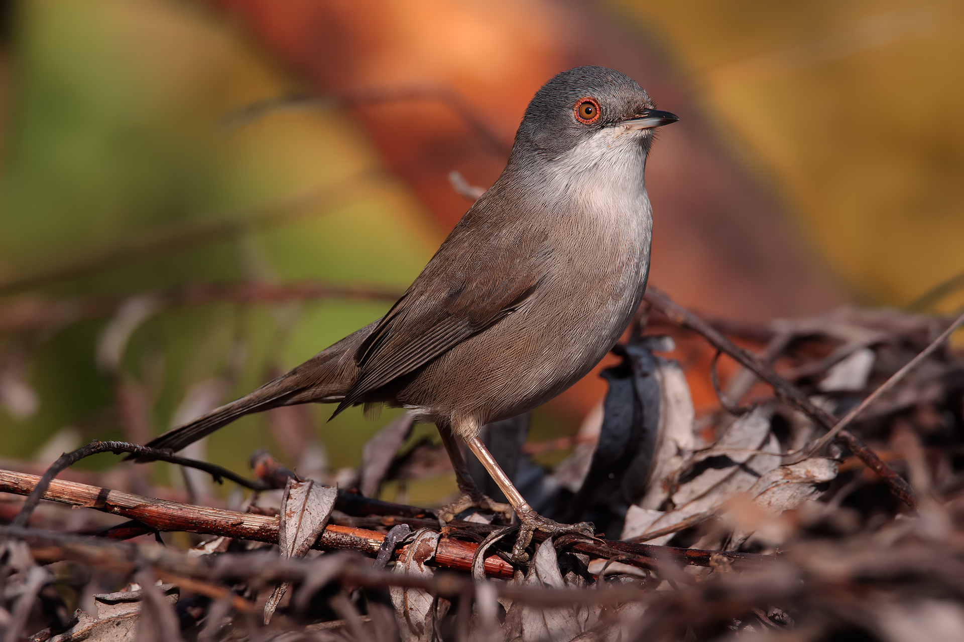 Occhiocotto between colors ..