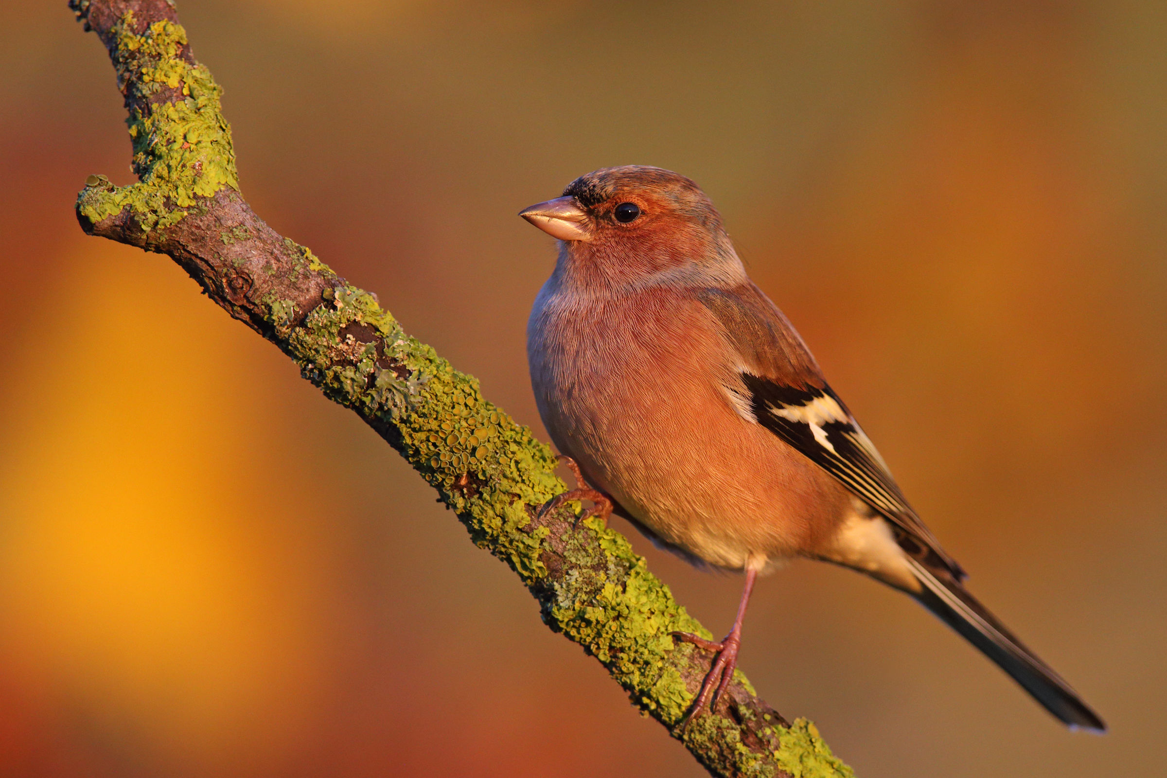Chaffinch dawn