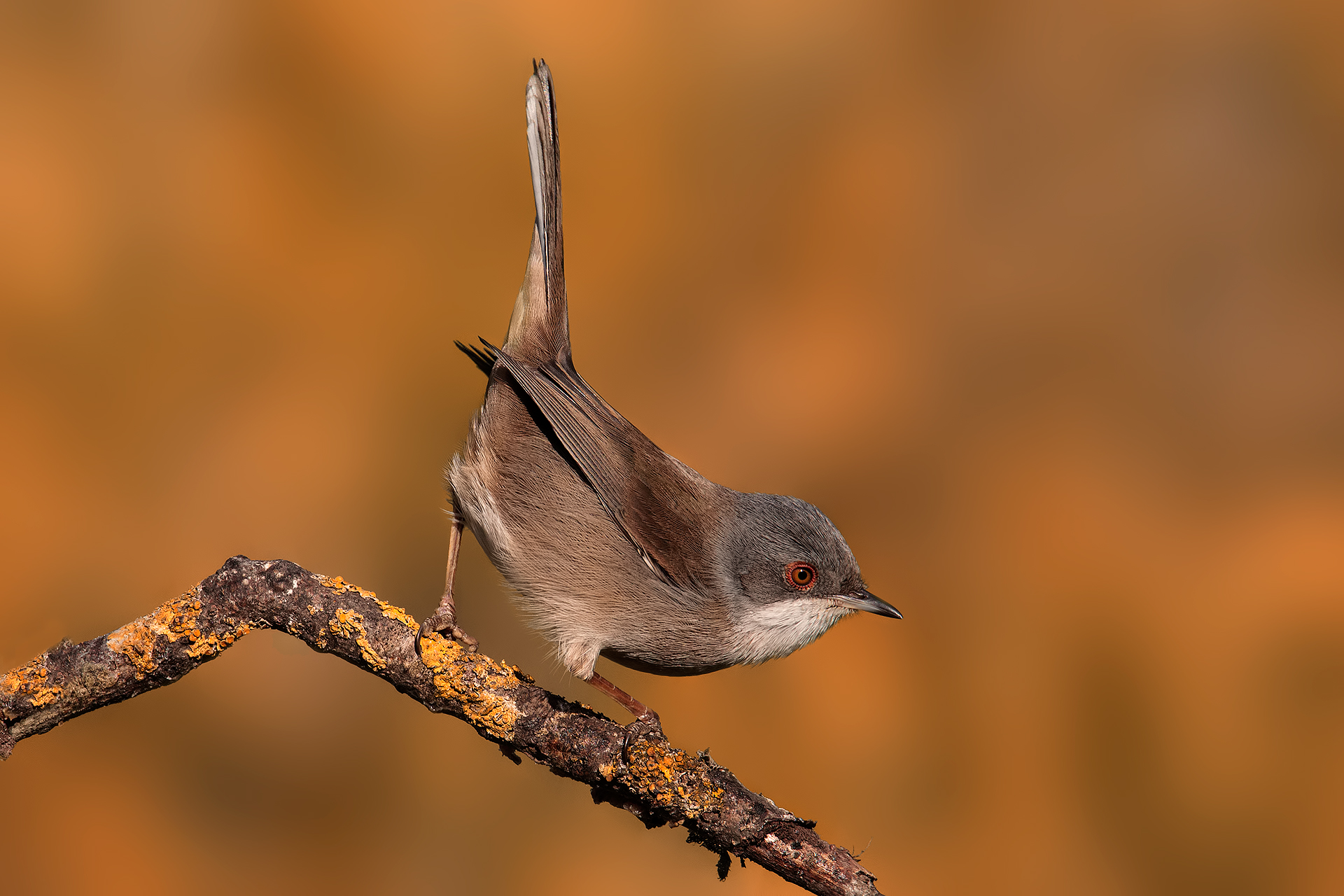 Today I feel a little Wren:-)