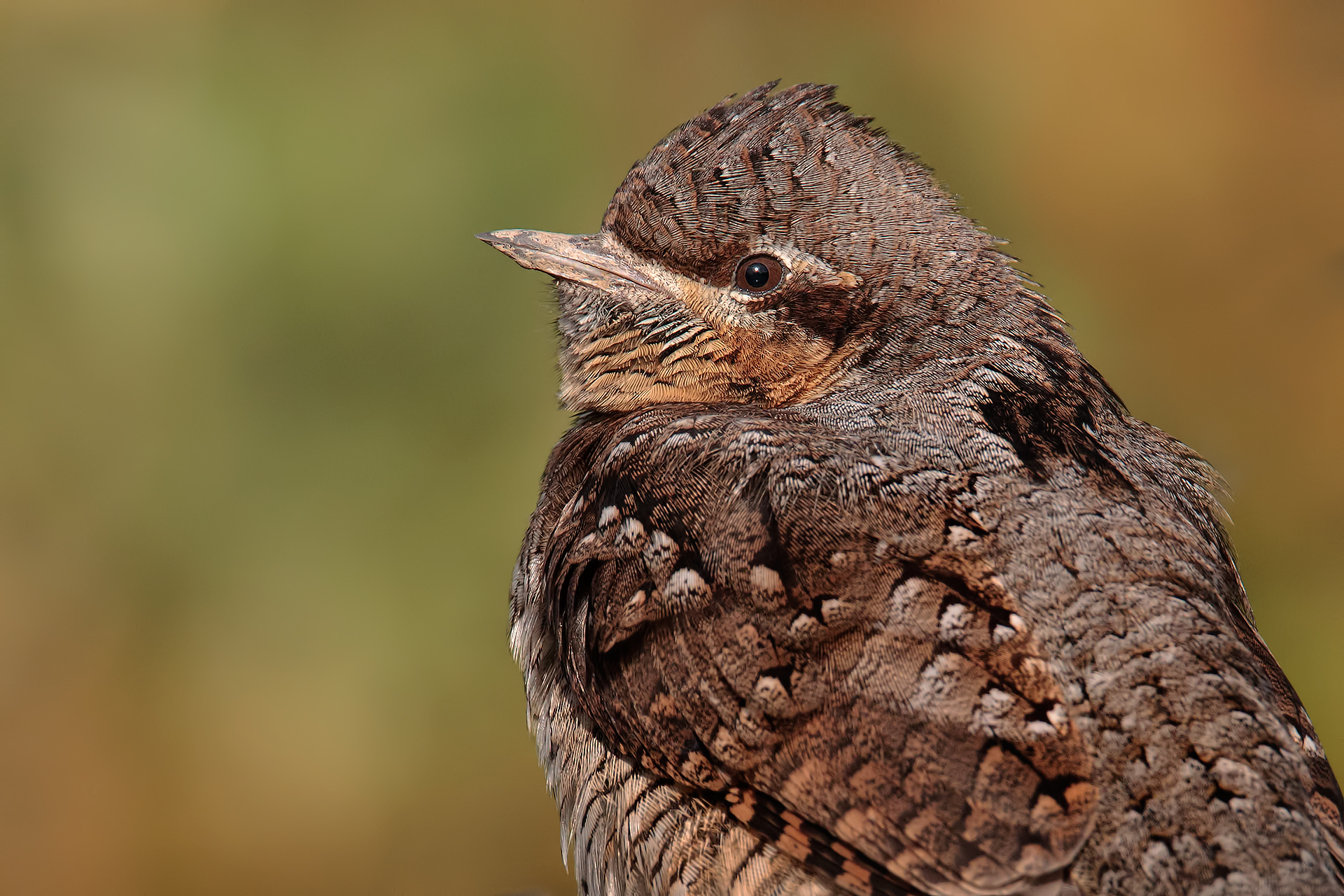 Torcicollo Portrait...