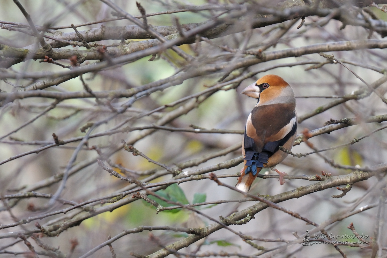 Frosone...il pappagallino d'Europa