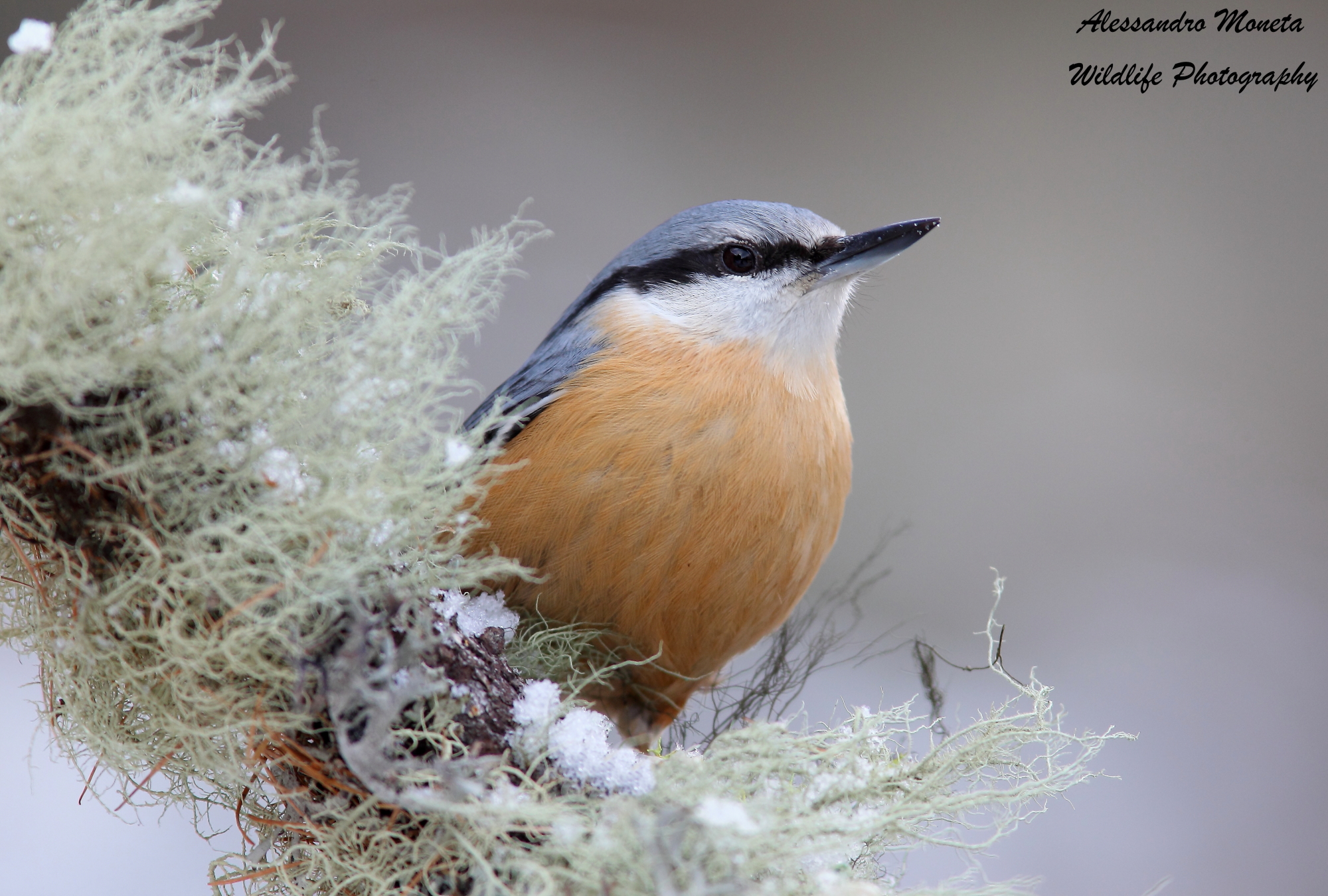 Nuthatch