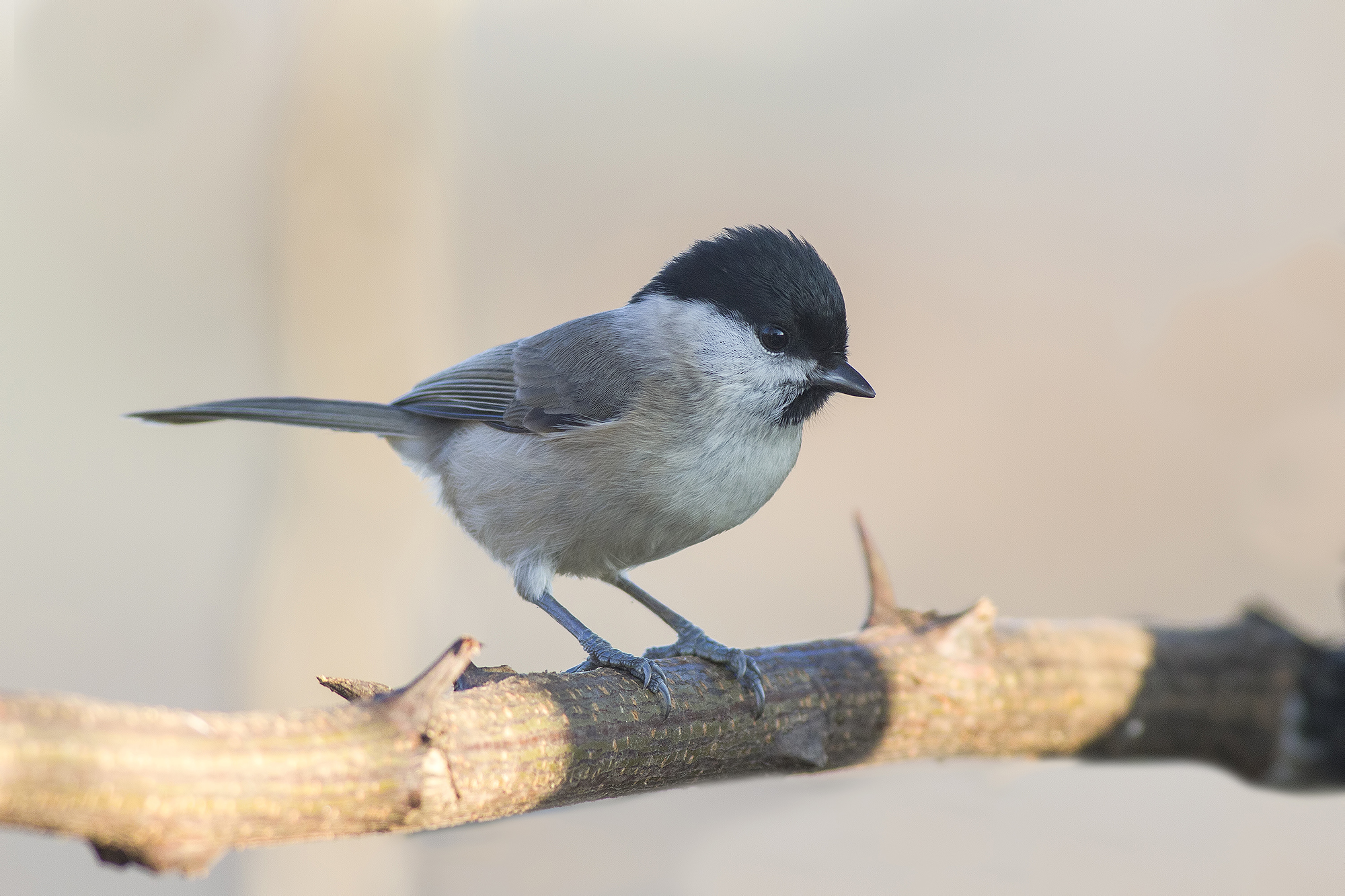 willow tit