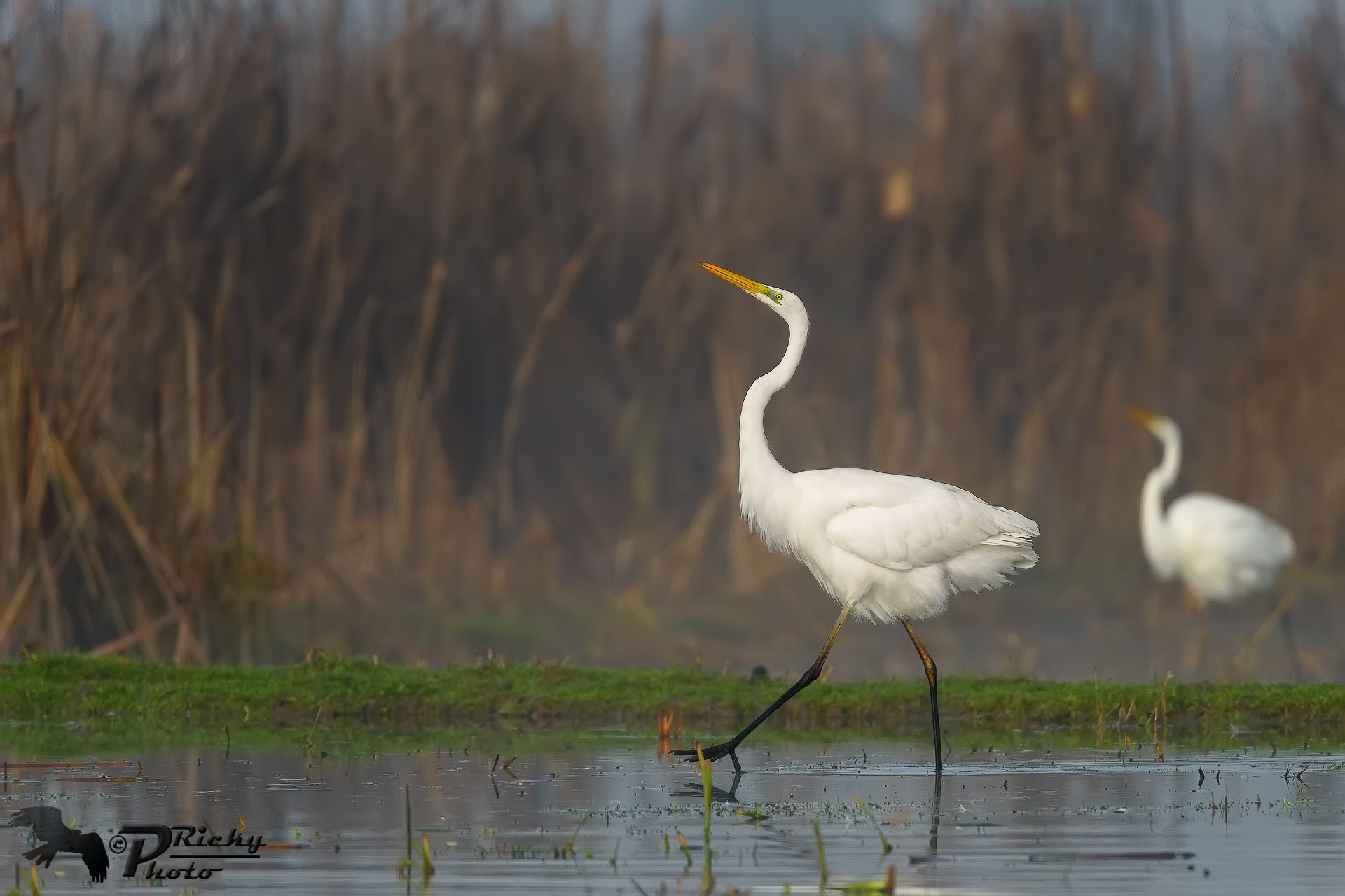 The parade of white in the fog !!!