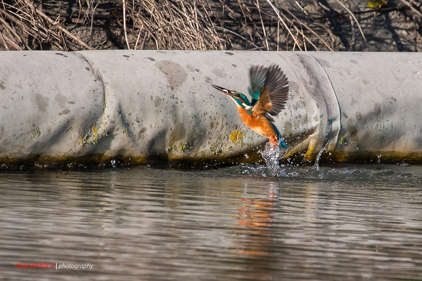il mio primo martino